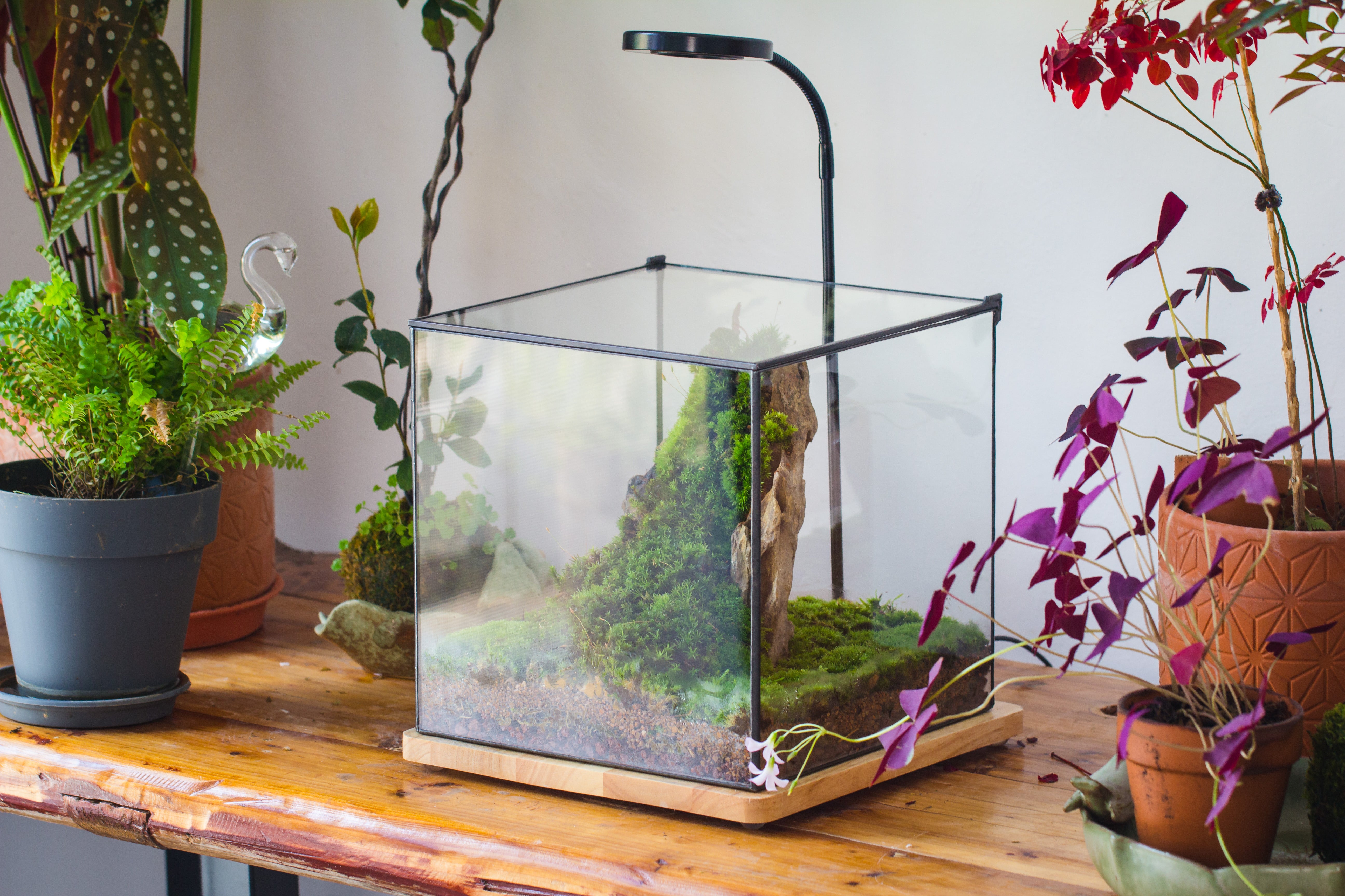 Handmade 8x8x10'' Cube Closed Geometric Glass Tin Terrarium with LED Grow Light Set - NCYPgarden