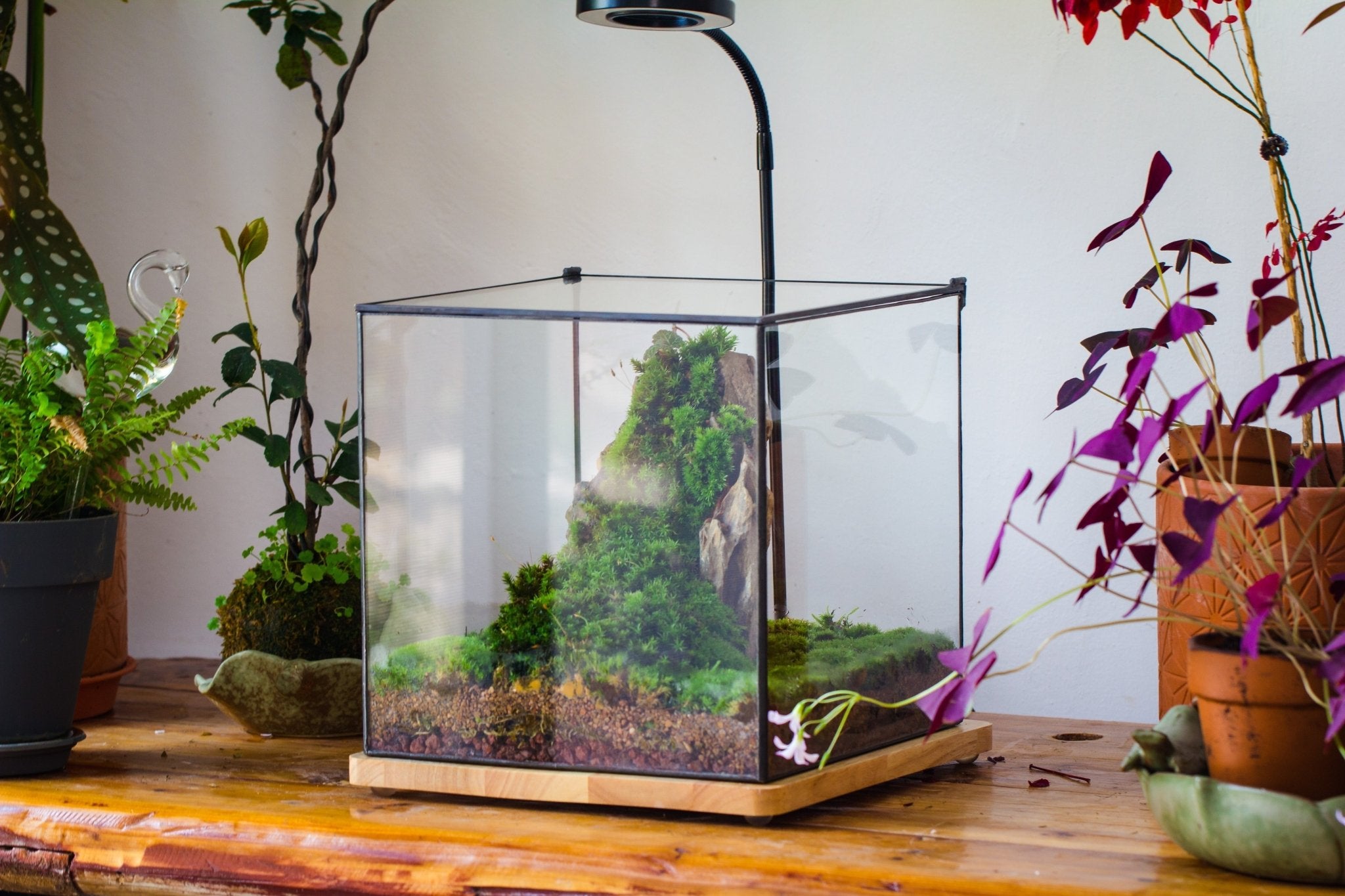 Basic Terrarium Watertight 10