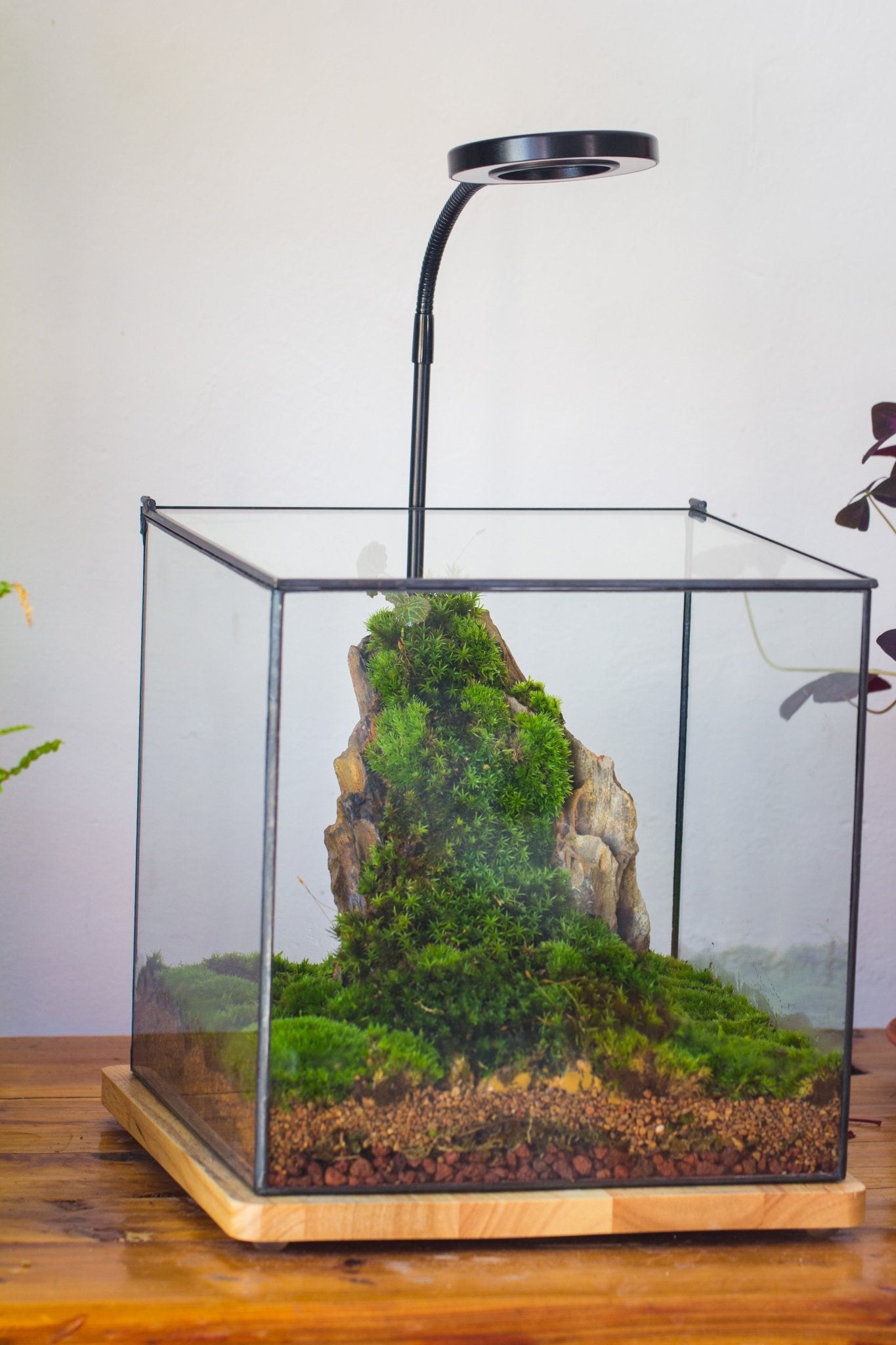 Basic Terrarium Watertight 10