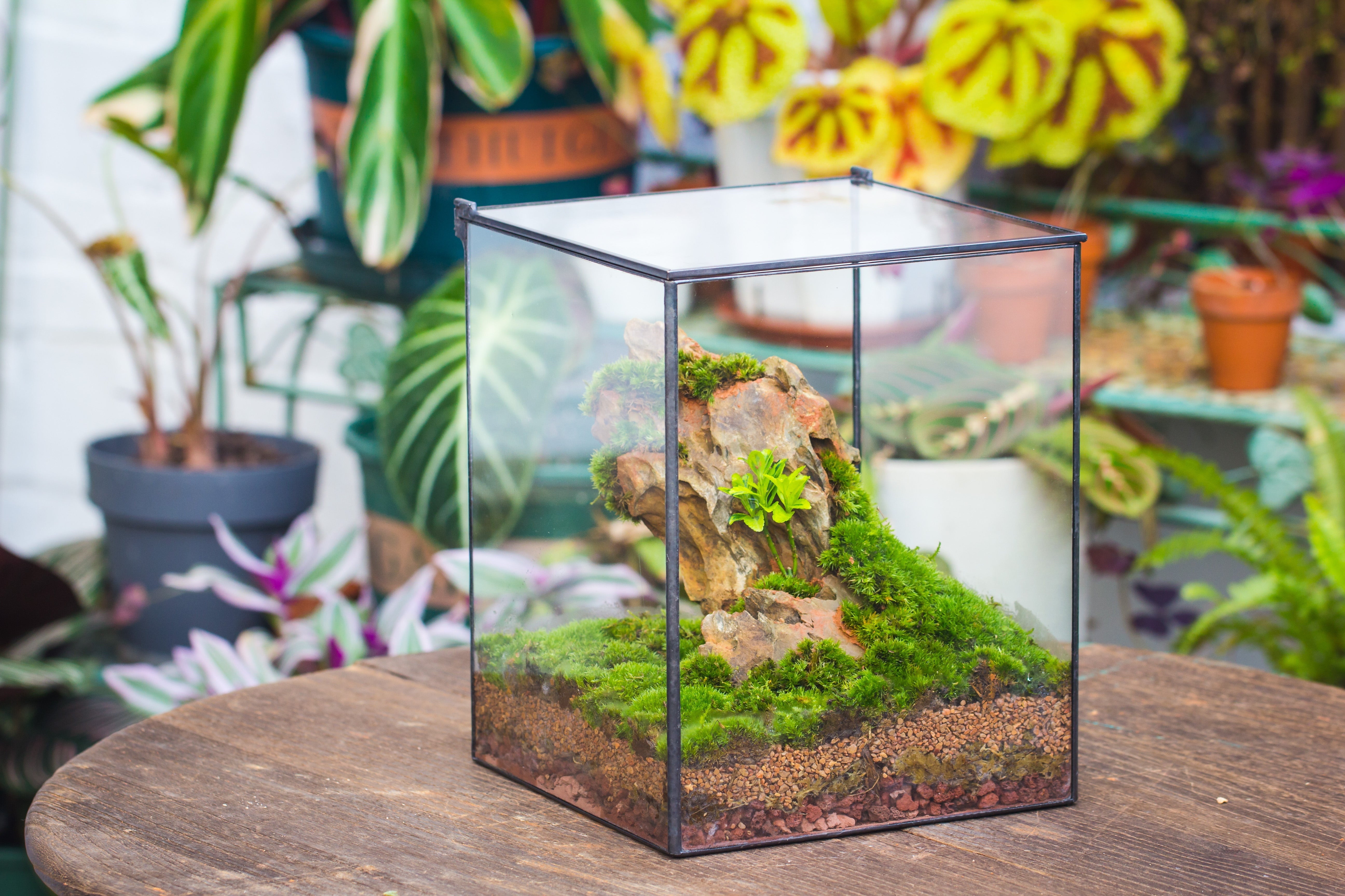 Basic Terrarium 10