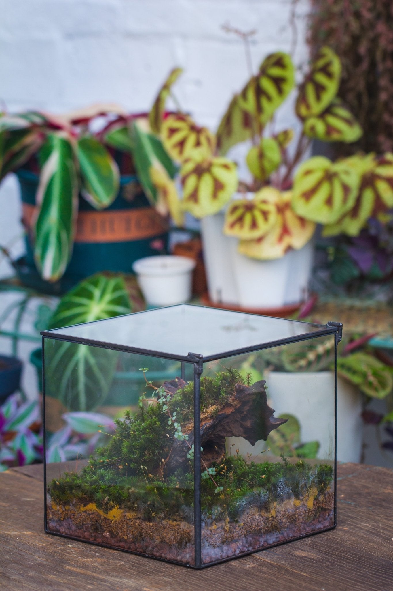 Basic Terrarium Watertight 10