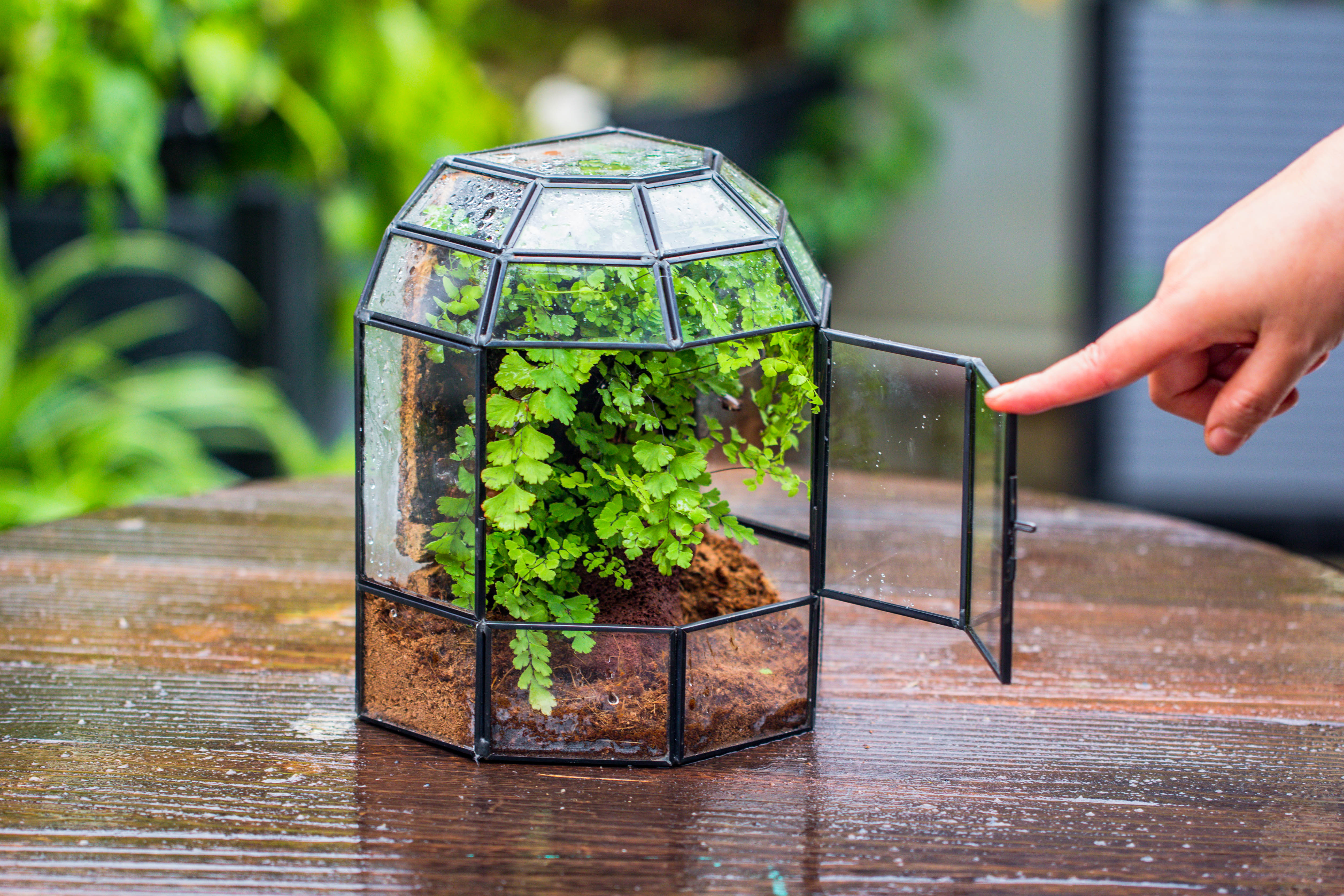 NCYP Half Dome Geometric Glass Terrarium Round, Closed Succulents Planter Pot Miniature Landscape Bonsai Container - NCYPgarden