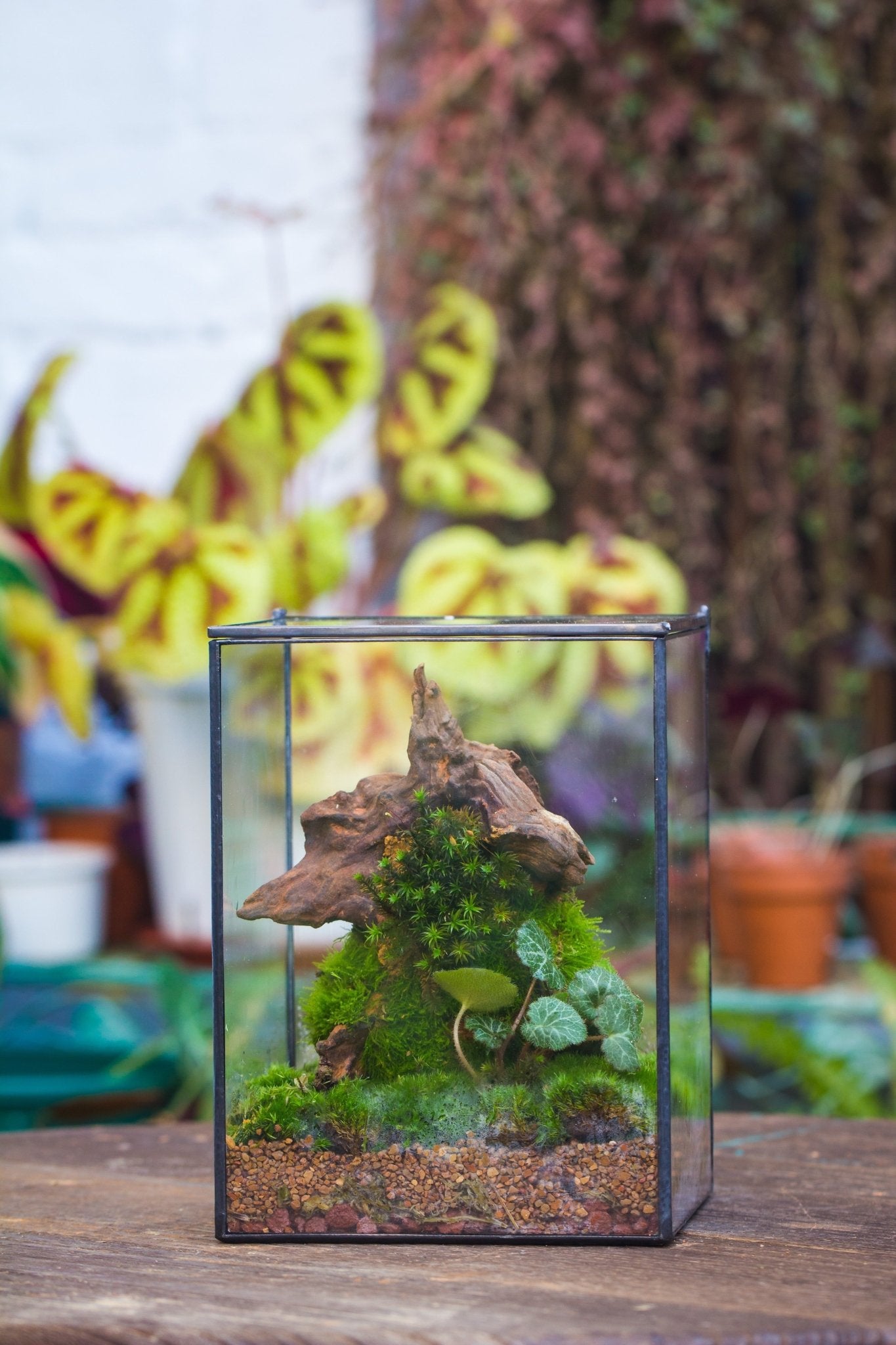 terrarium planter NCYP Basic Rectangle Close Geometric Glass Tin Terrarium, Planter Multiple Size for Moss Wall, Fern, Landscape Multiple size, No plants 10x10x10