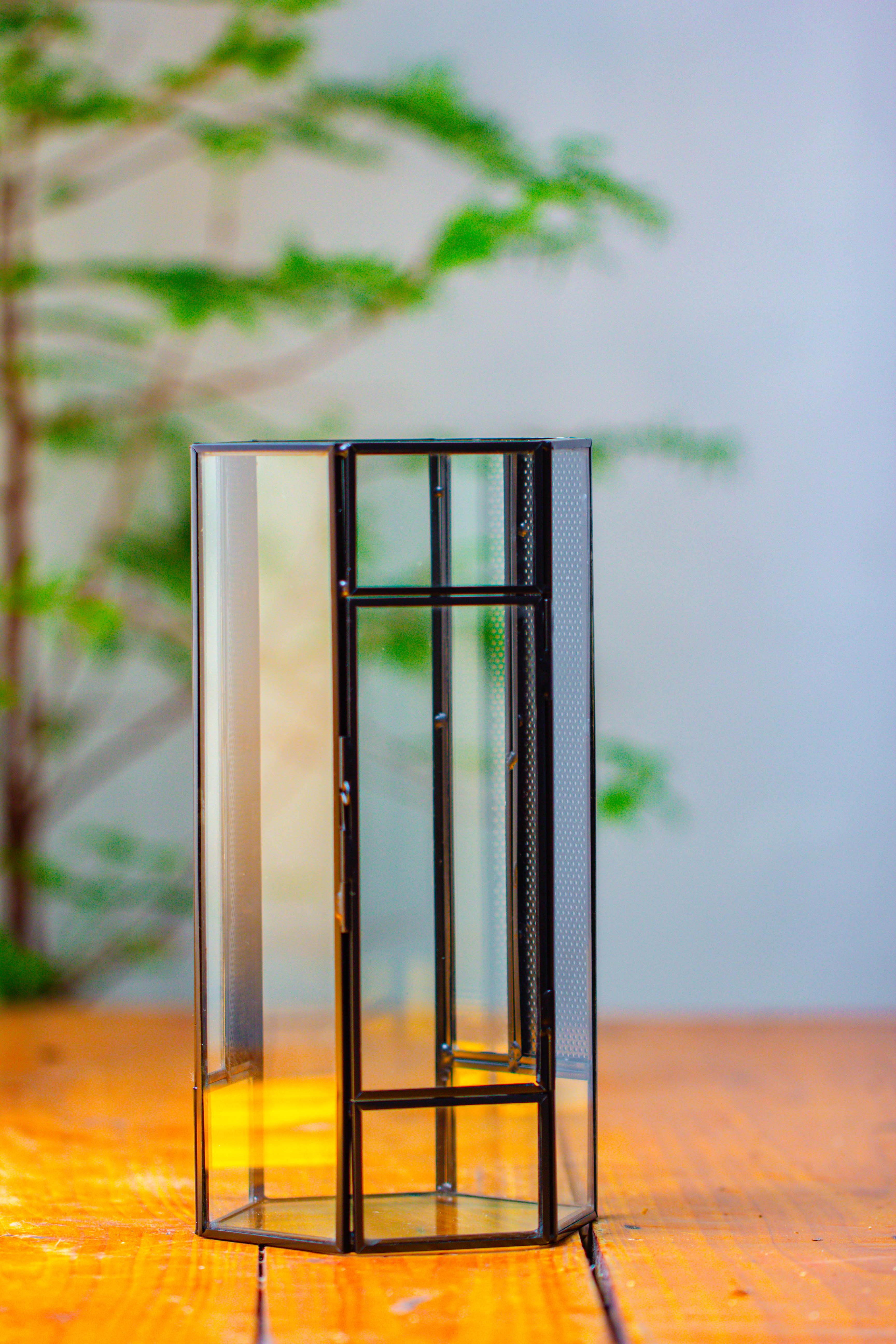 NCYP Tall Hexagon Mimi  Geometric Terrarium for Spiders and small Insects - NCYPgarden