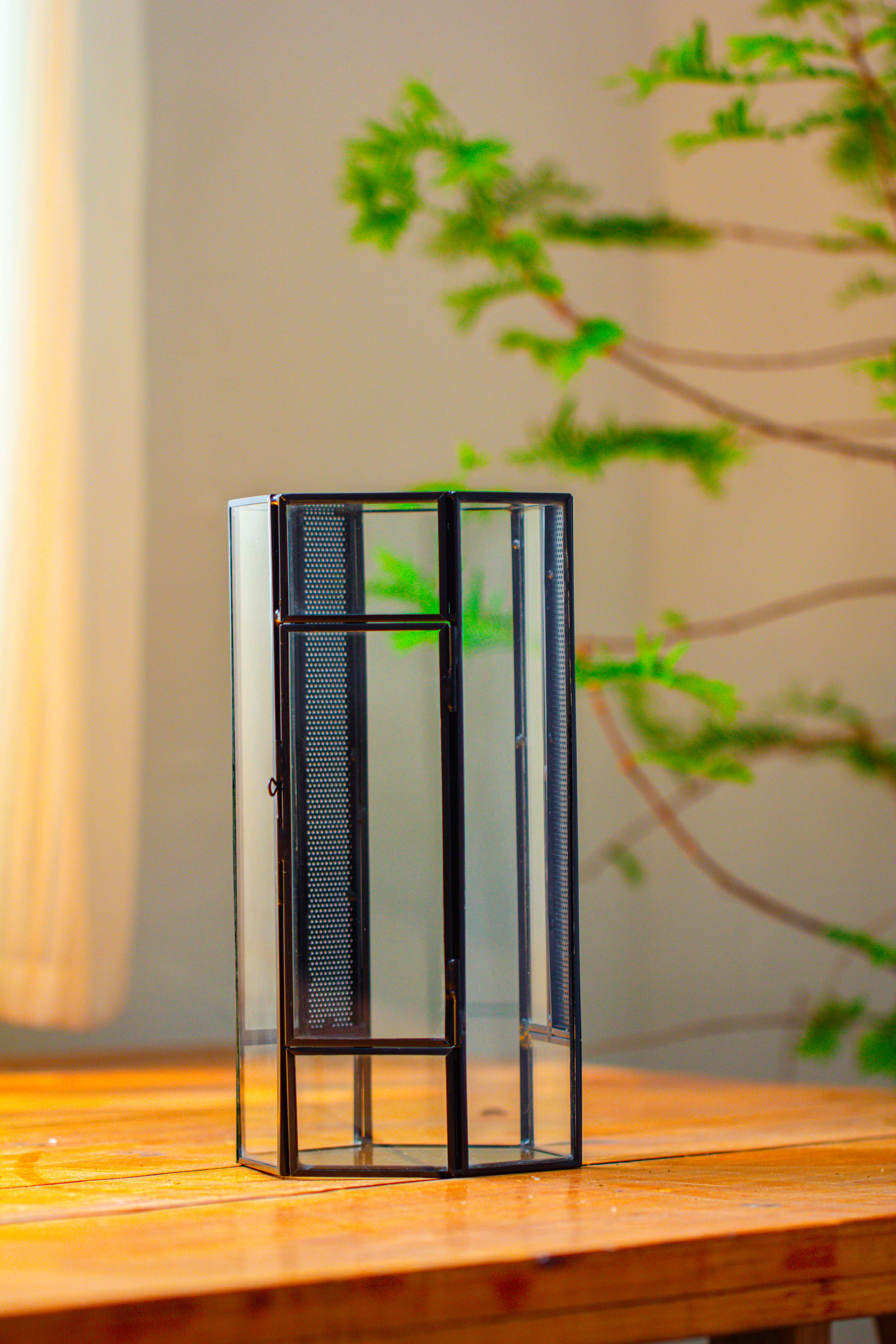 NCYP Tall Hexagon Mimi  Geometric Terrarium for Spiders and small Insects - NCYPgarden