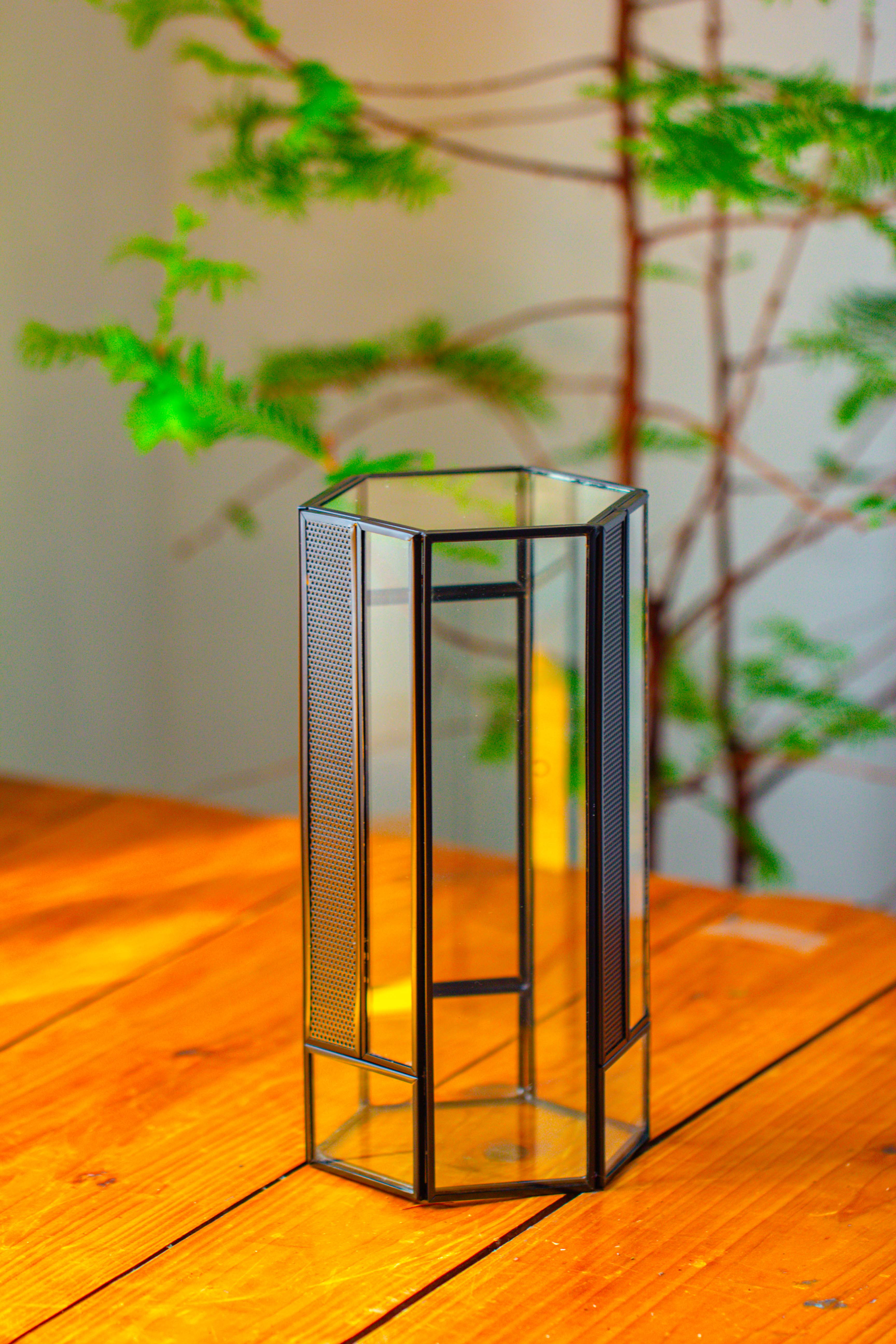 NCYP Tall Hexagon Mimi  Geometric Terrarium for Spiders and small Insects - NCYPgarden