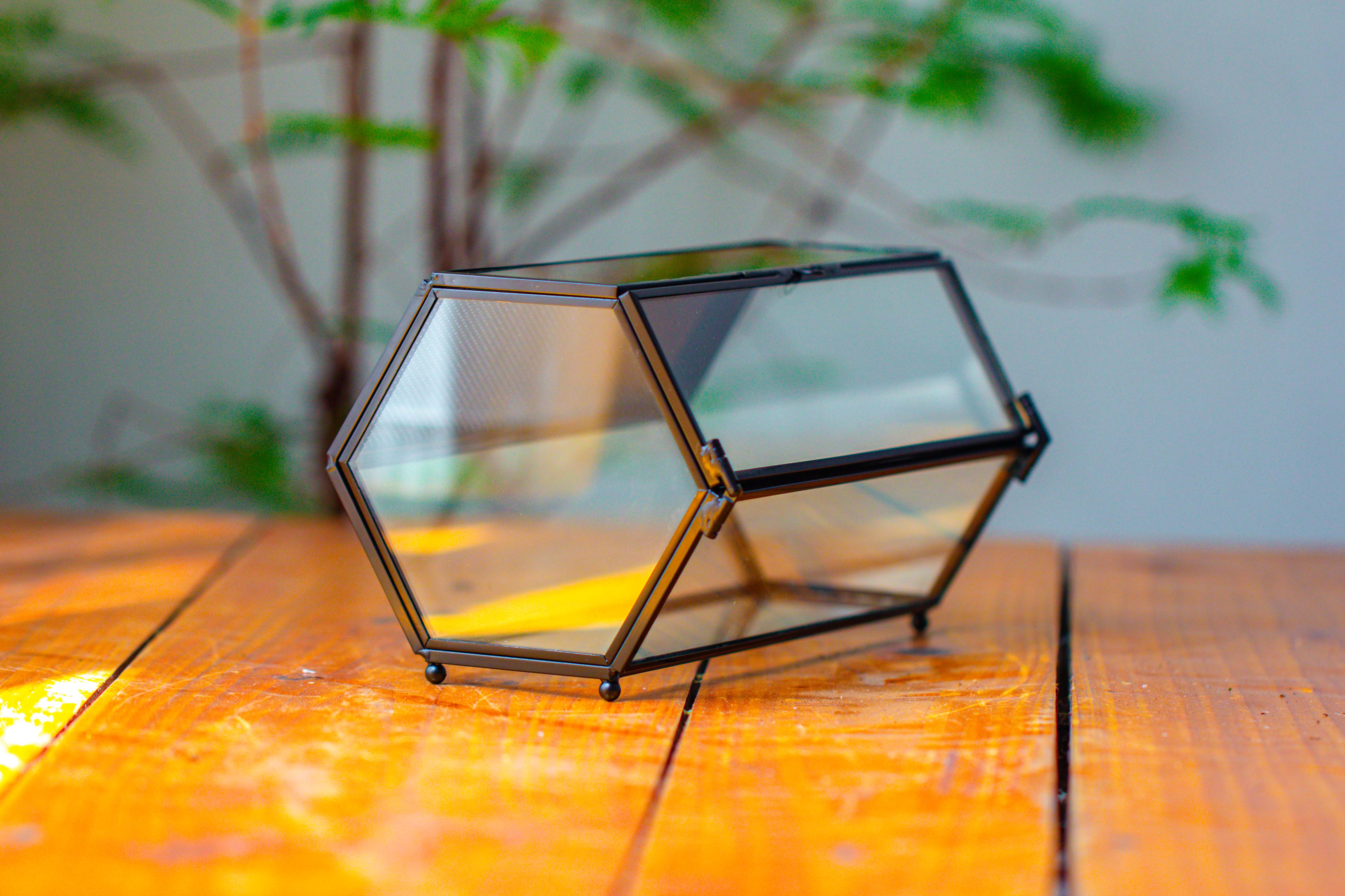 NCYP Long Hexagon Mimi  Geometric Terrarium for Spiders and small Insects - NCYPgarden