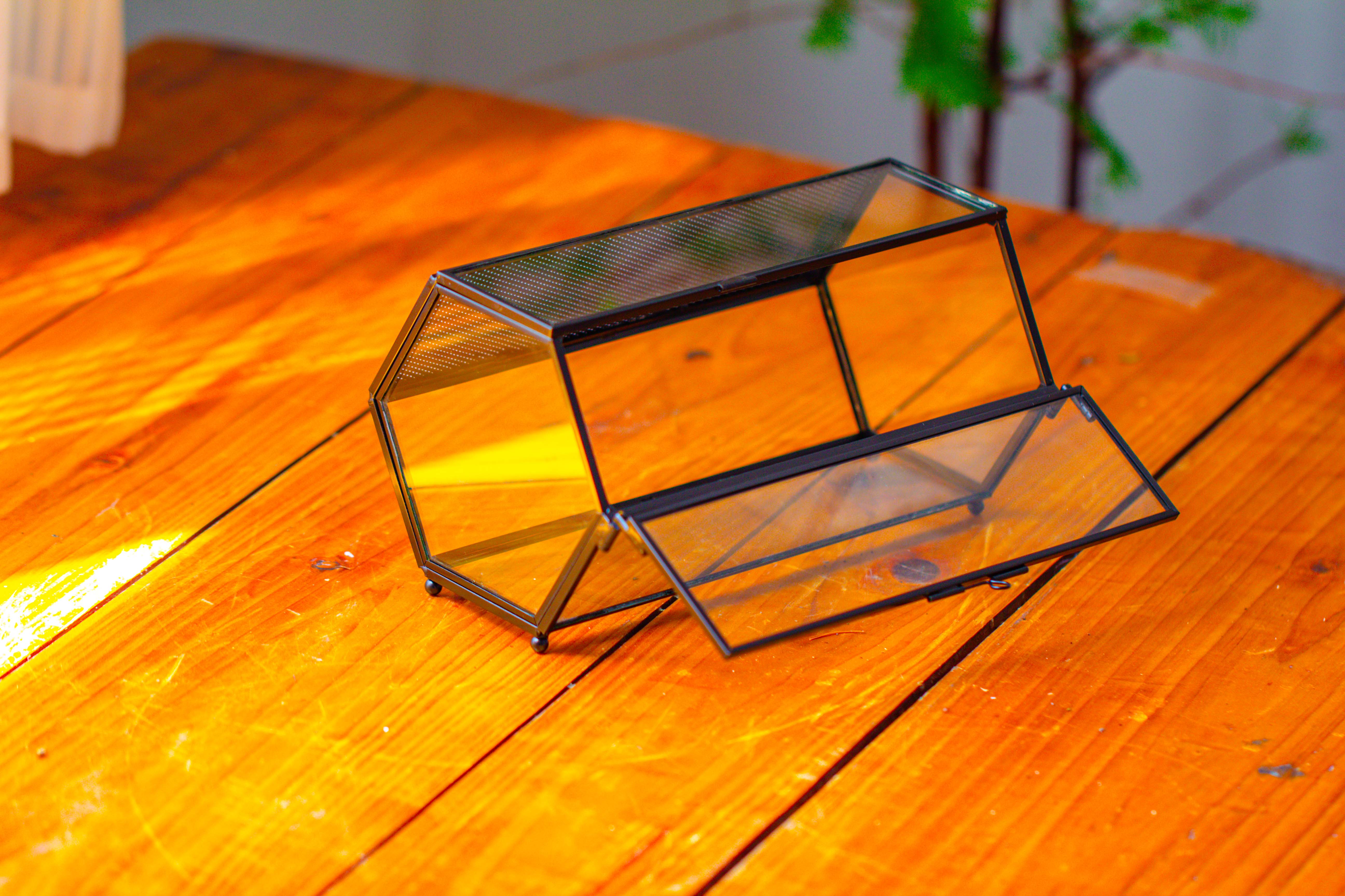 NCYP Long Hexagon Mimi  Geometric Terrarium for Spiders and small Insects - NCYPgarden
