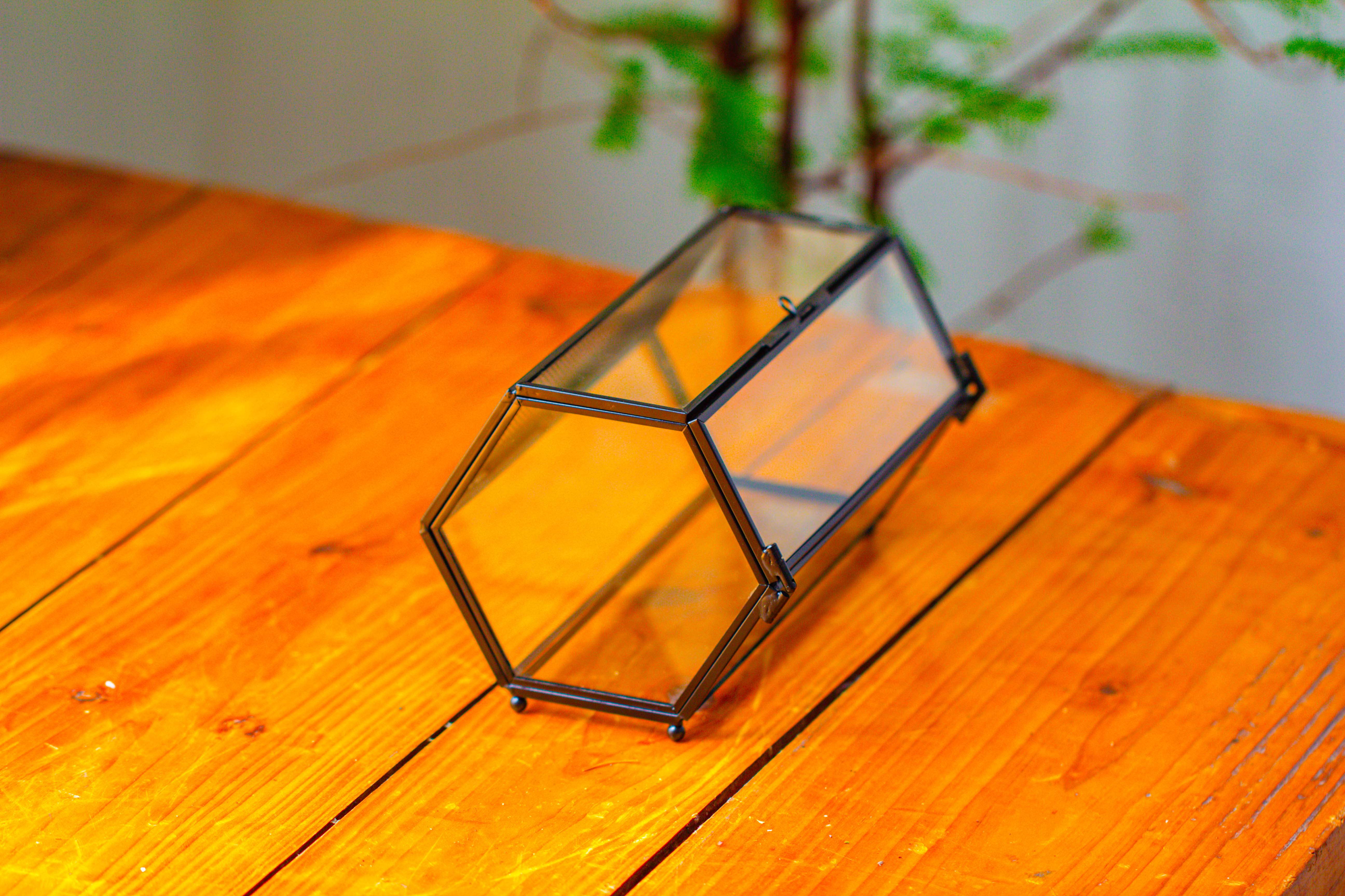 NCYP Long Hexagon Mimi  Geometric Terrarium for Spiders and small Insects - NCYPgarden