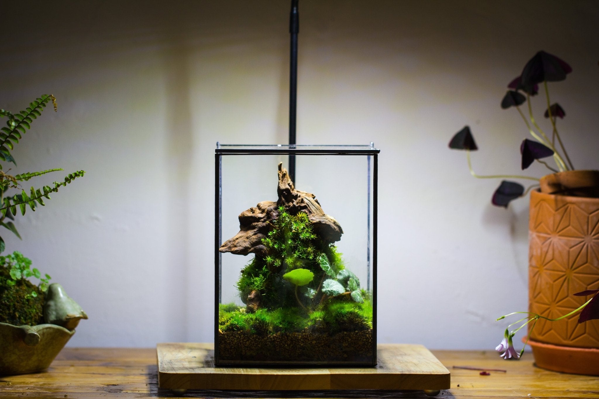 Basic Terrarium Watertight 10
