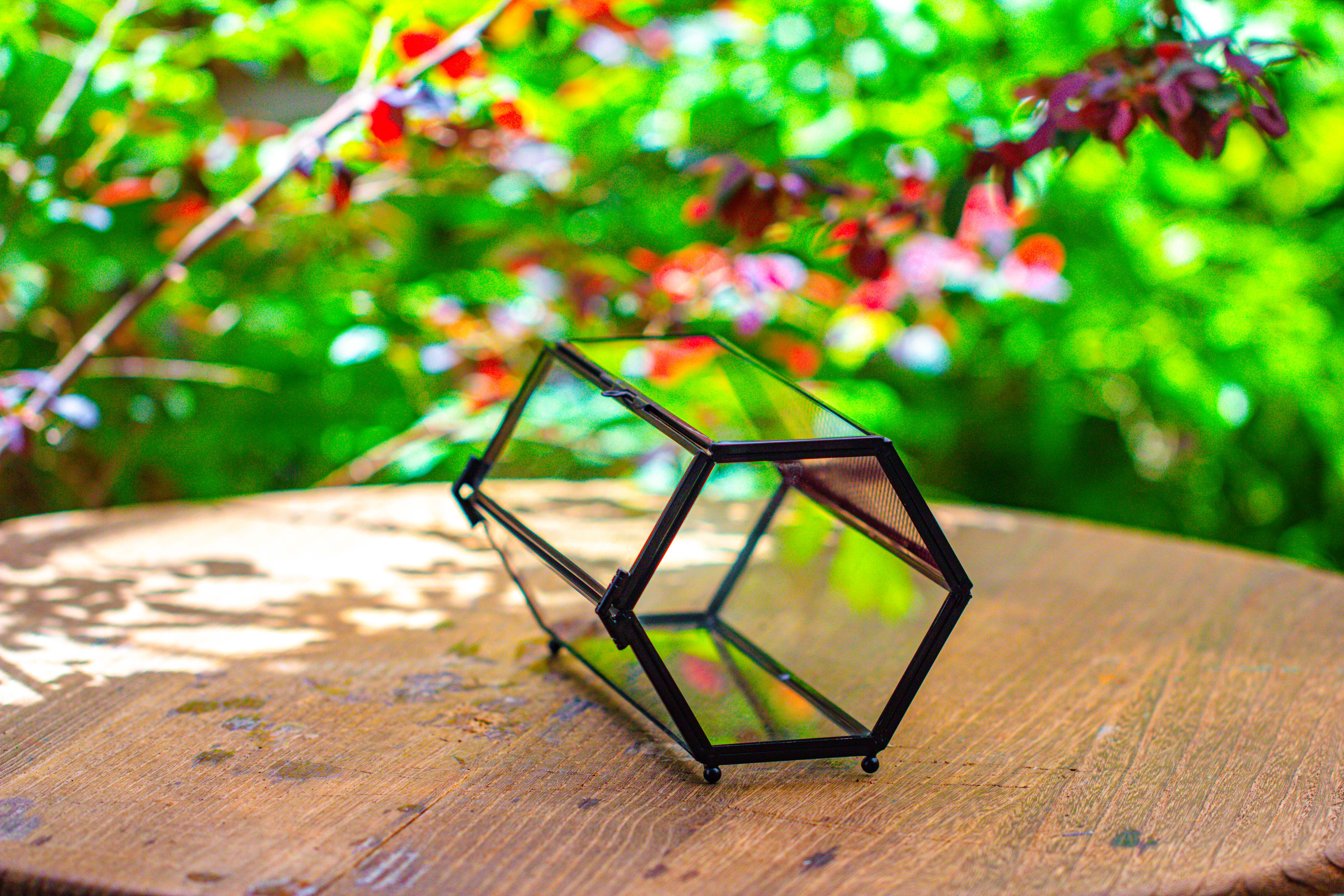 NCYP Long Hexagon Mimi  Geometric Terrarium for Spiders and small Insects - NCYPgarden