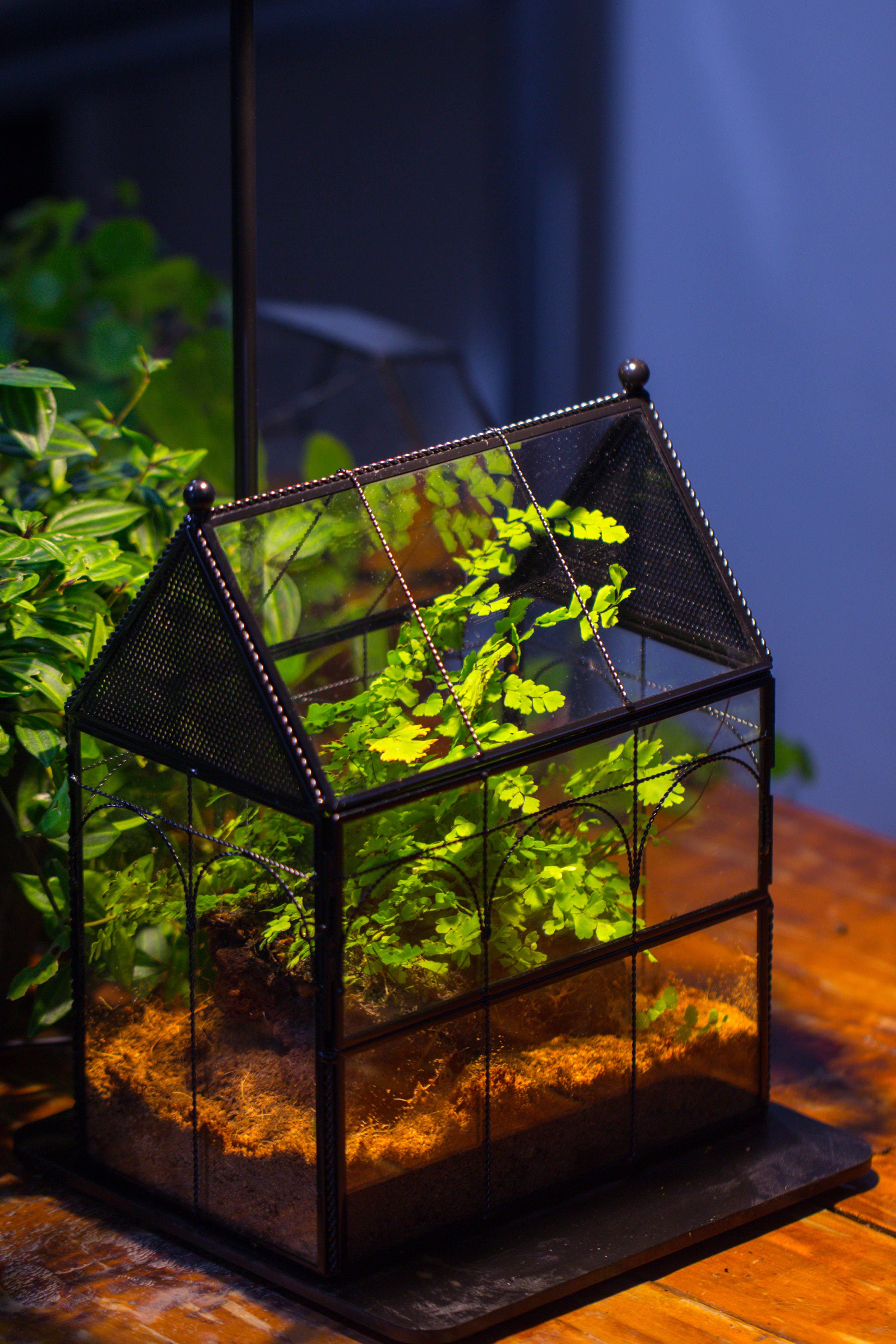 NCYP Vintage House Shape Tin and Glass Geometric Terrarium, with side door, with Mesh / vent holes for small Insects Pet - NCYPgarden