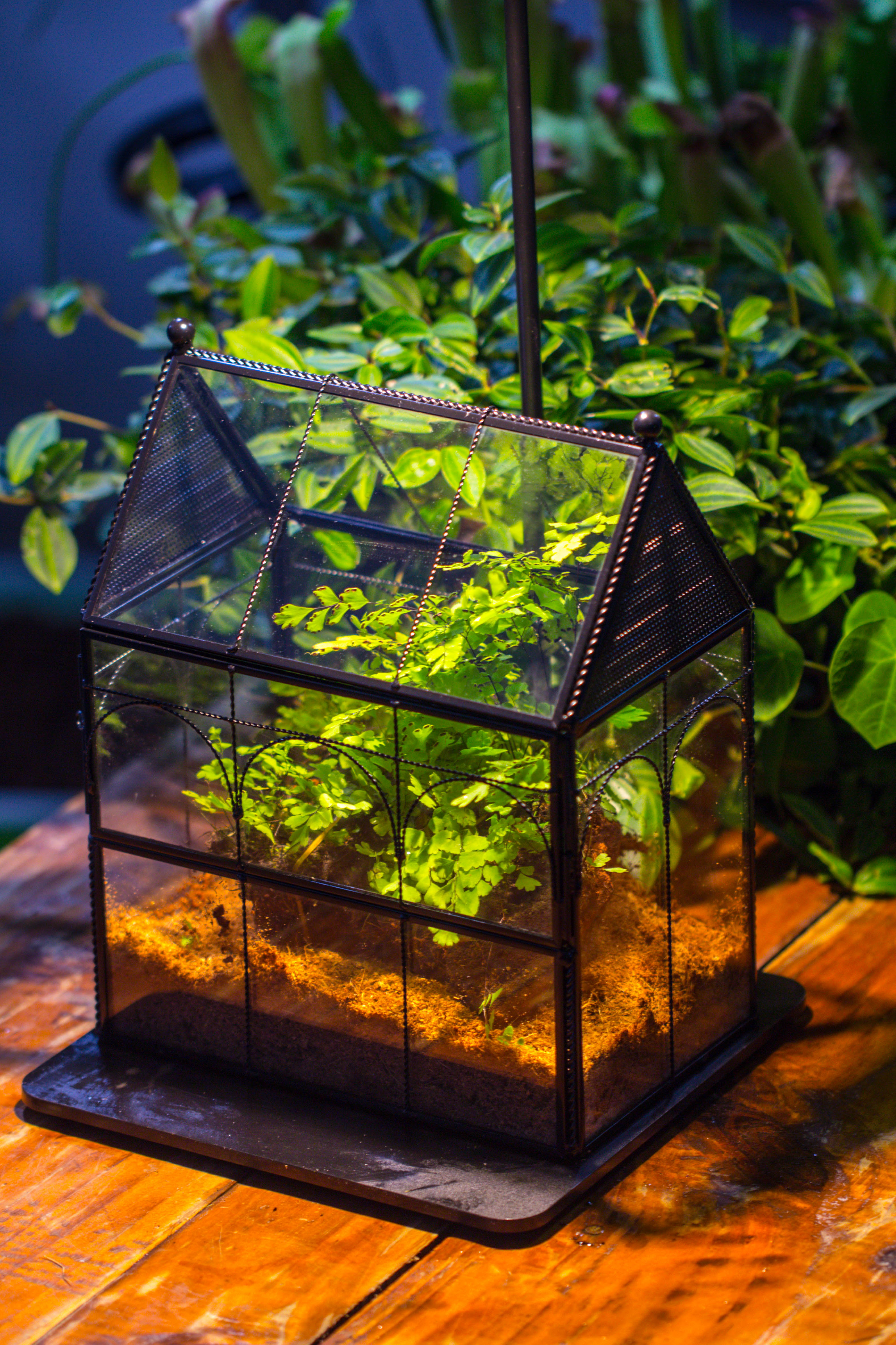 NCYP Vintage House Shape Tin and Glass Geometric Terrarium, with side door, with Mesh / vent holes for small Insects Pet - NCYPgarden