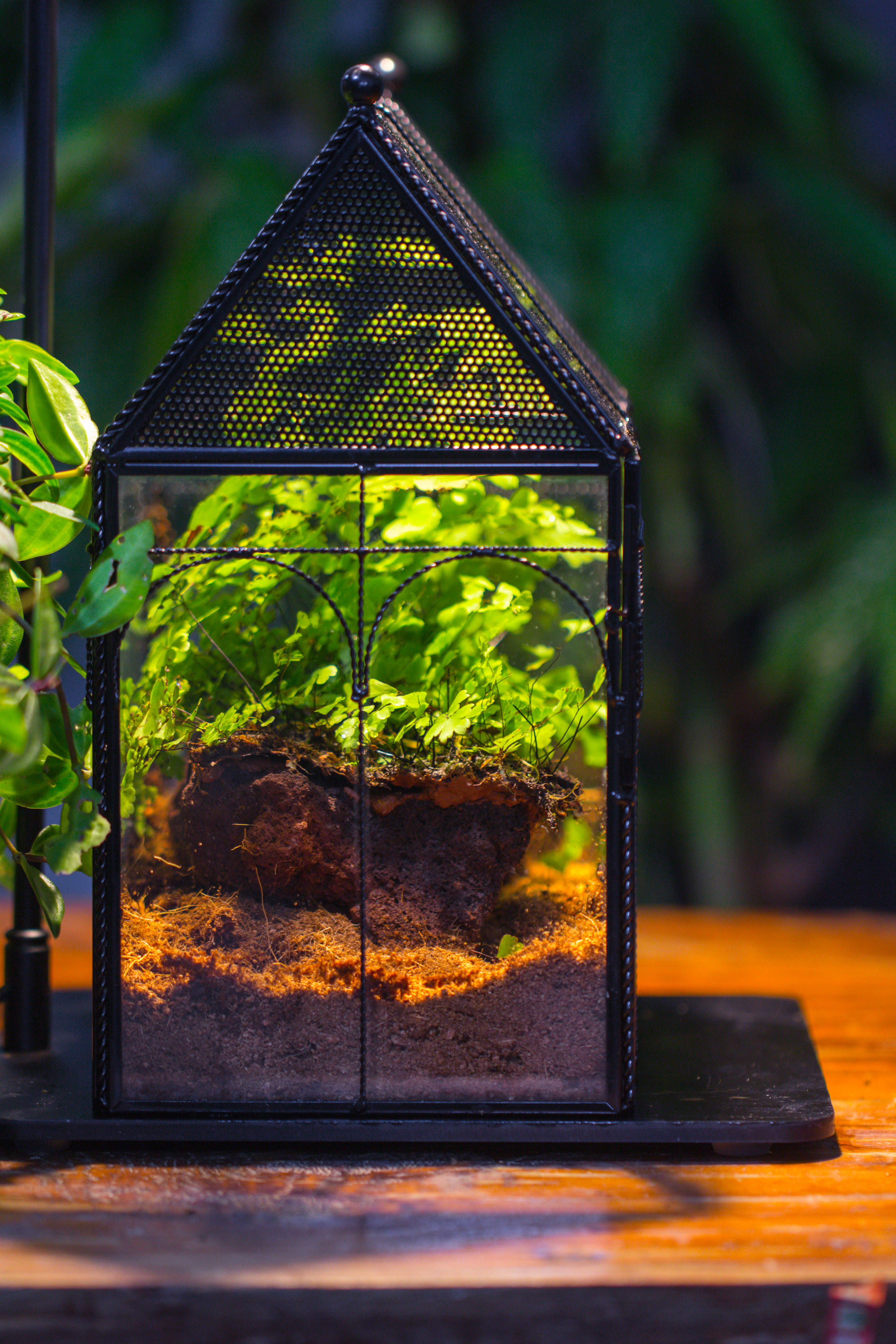 NCYP Vintage House Shape Tin and Glass Geometric Terrarium, with side door, with Mesh / vent holes for small Insects Pet - NCYPgarden