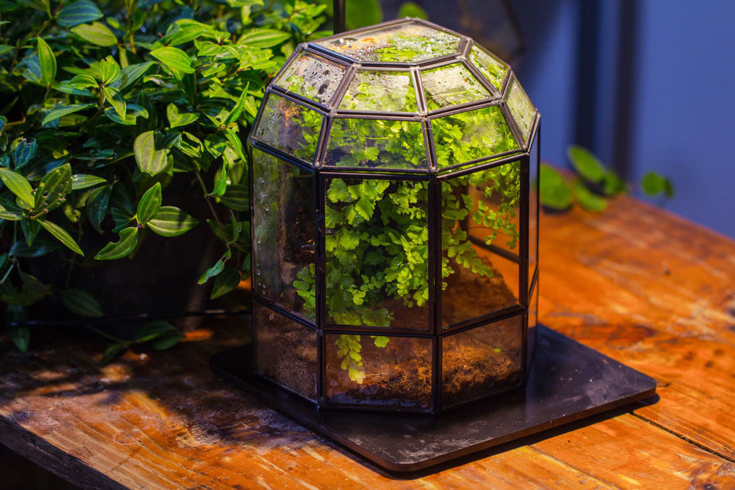NCYP Half Dome Geometric Glass Terrarium Round, Closed Succulents Planter Pot Miniature Landscape Bonsai Container - NCYPgarden