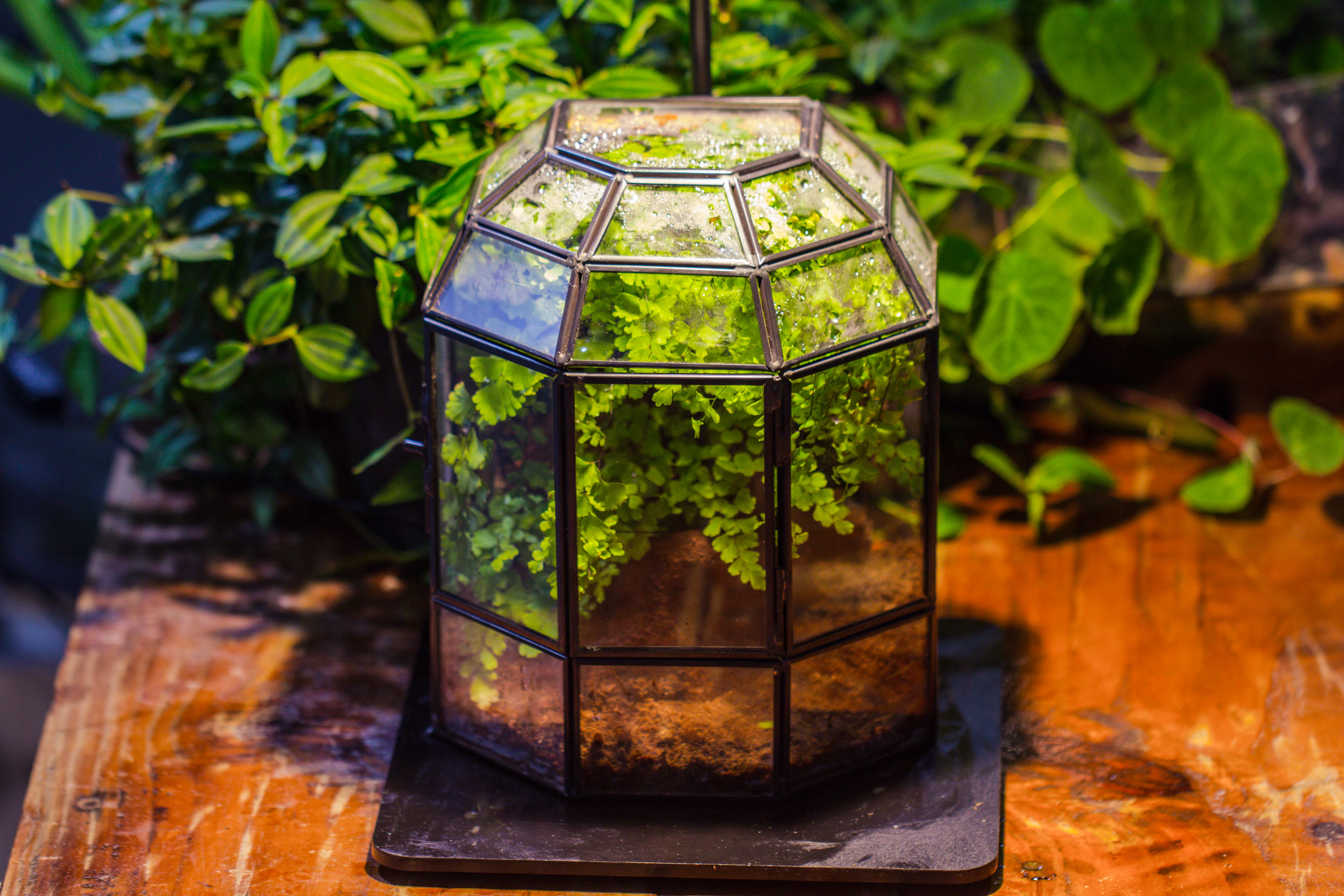 NCYP Half Dome Geometric Glass Terrarium Round, Closed Succulents Planter Pot Miniature Landscape Bonsai Container - NCYPgarden