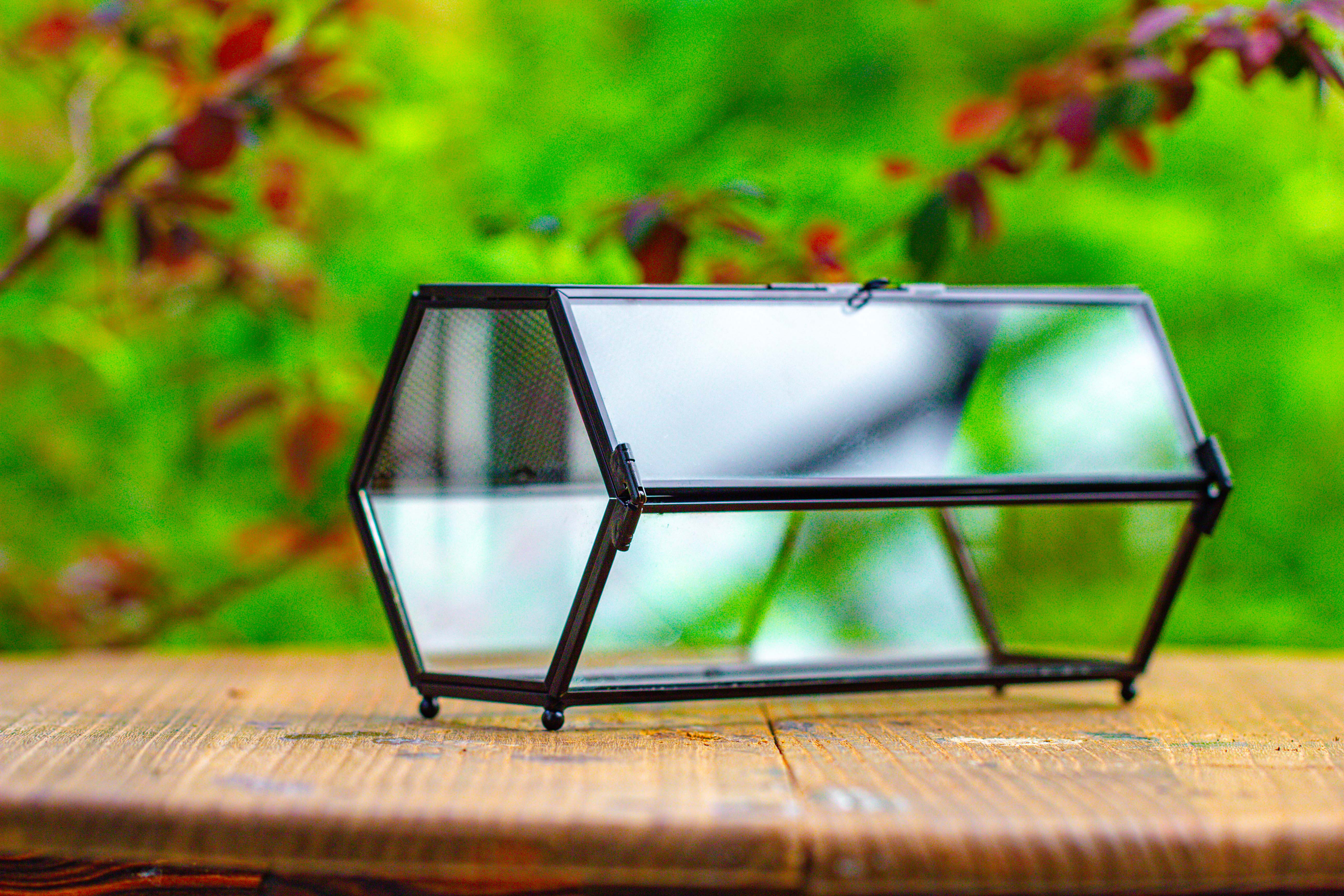 NCYP Long Hexagon Mimi  Geometric Terrarium for Spiders and small Insects - NCYPgarden