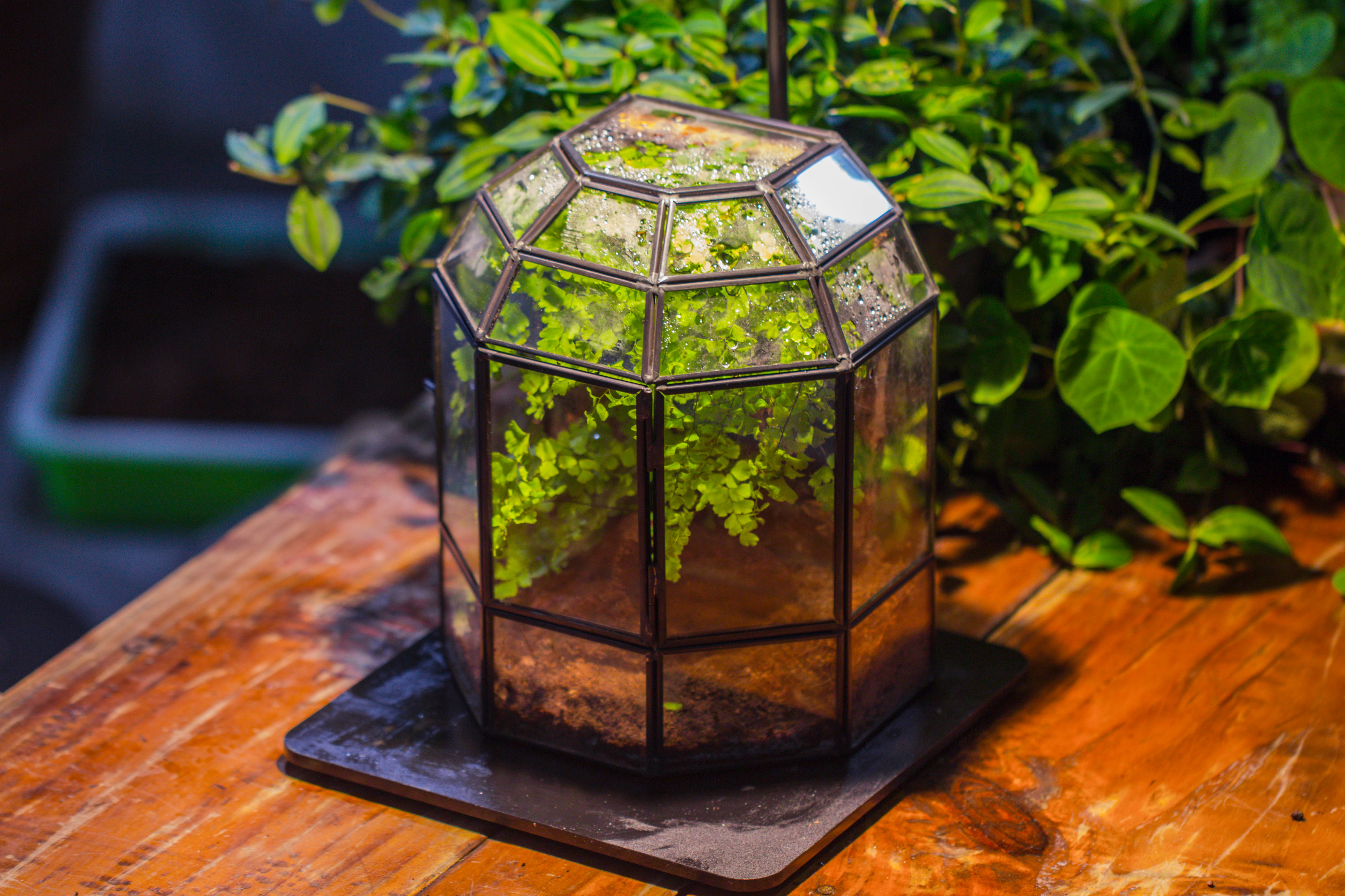 NCYP Half Dome Geometric Glass Terrarium Round, Closed Succulents Planter Pot Miniature Landscape Bonsai Container - NCYPgarden