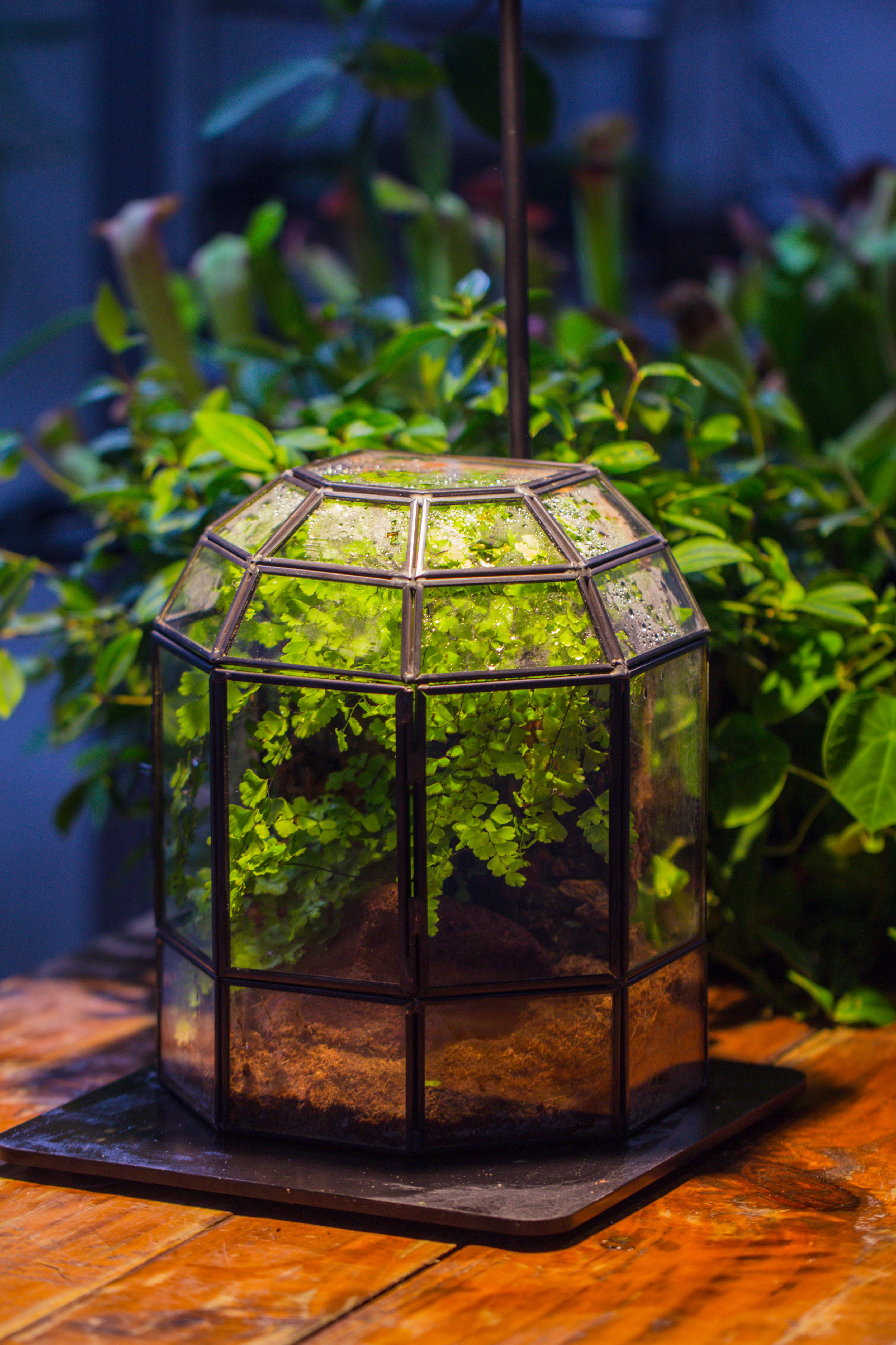 NCYP Half Dome Geometric Glass Terrarium Round, Closed Succulents Planter Pot Miniature Landscape Bonsai Container - NCYPgarden