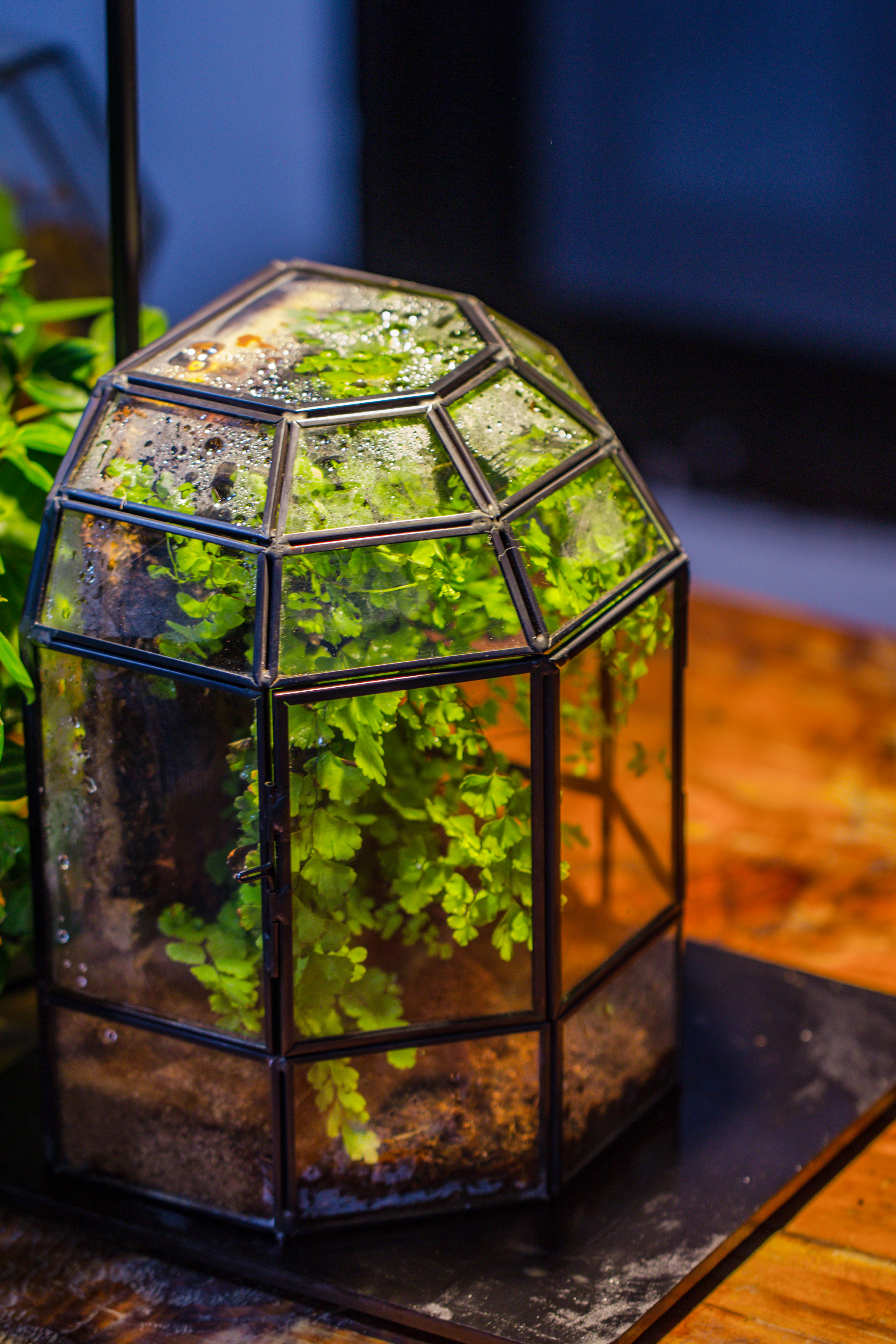 NCYP Half Dome Geometric Glass Terrarium Round, Closed Succulents Planter Pot Miniature Landscape Bonsai Container - NCYPgarden