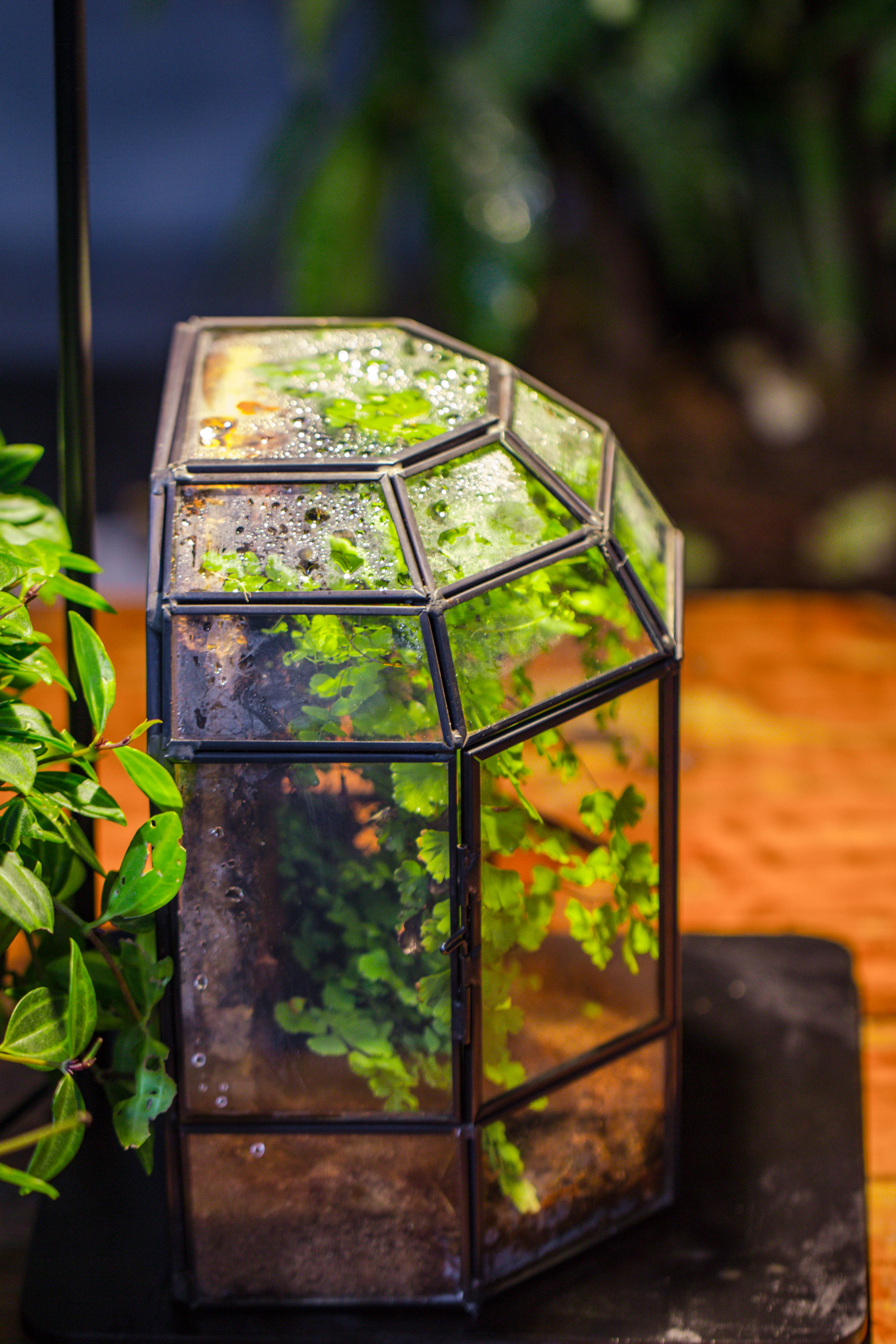 NCYP Half Dome Geometric Glass Terrarium Round, Closed Succulents Planter Pot Miniature Landscape Bonsai Container - NCYPgarden