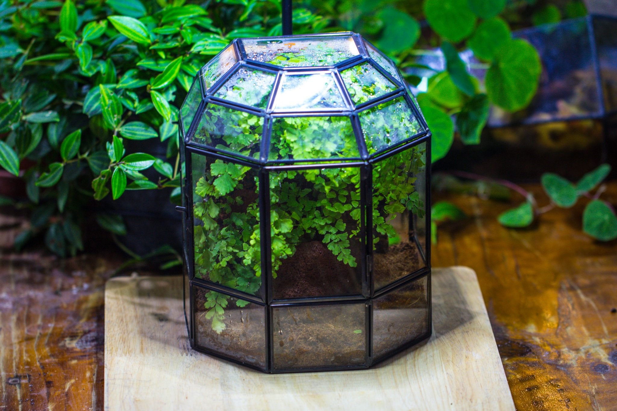 half planter pot NCYP Half Dome Geometric Glass Terrarium Round, Closed Succulents Planter Pot Miniature Landscape Bonsai Container
