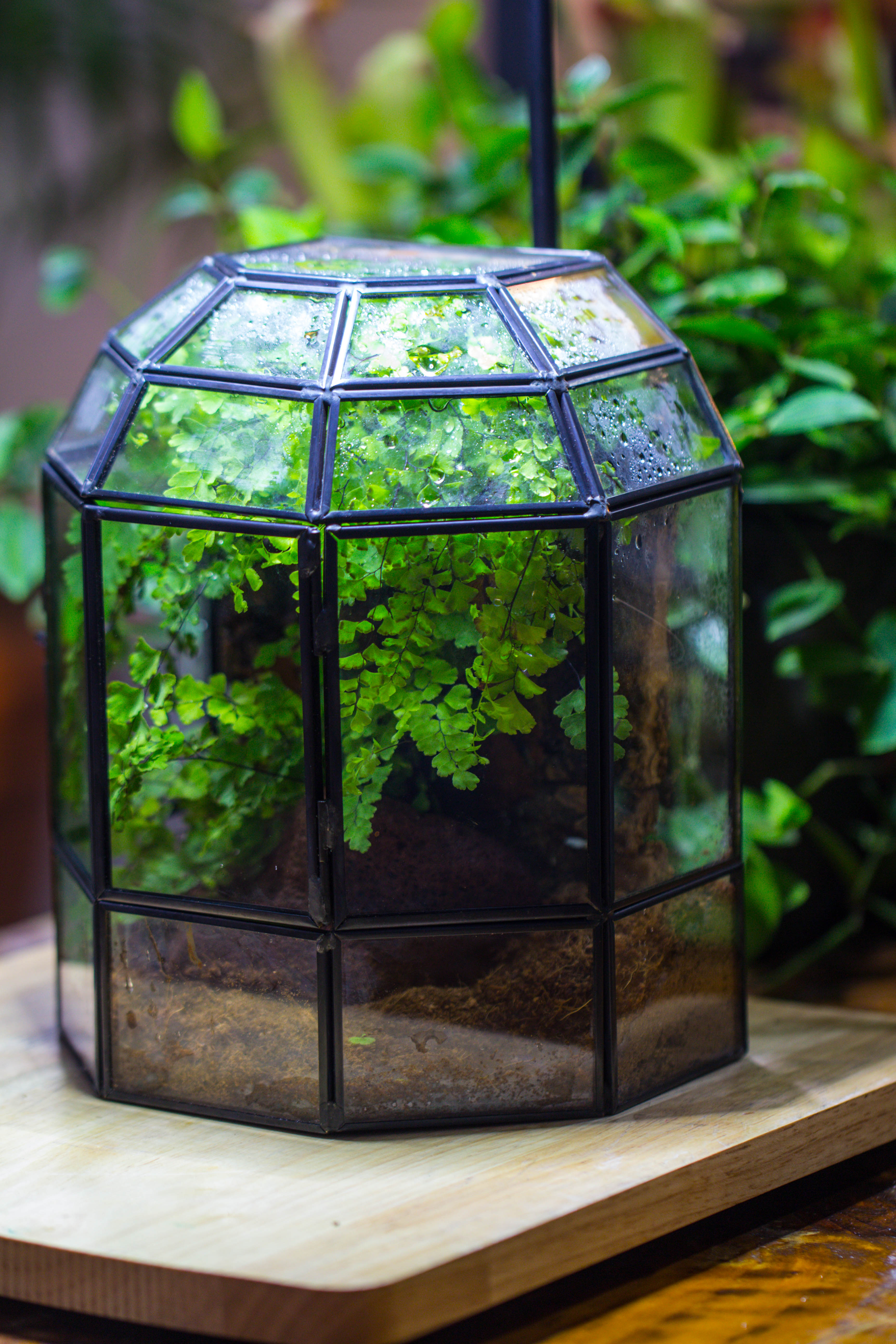 NCYP Half Dome Geometric Glass Terrarium Round, Closed Succulents Planter Pot Miniature Landscape Bonsai Container - NCYPgarden