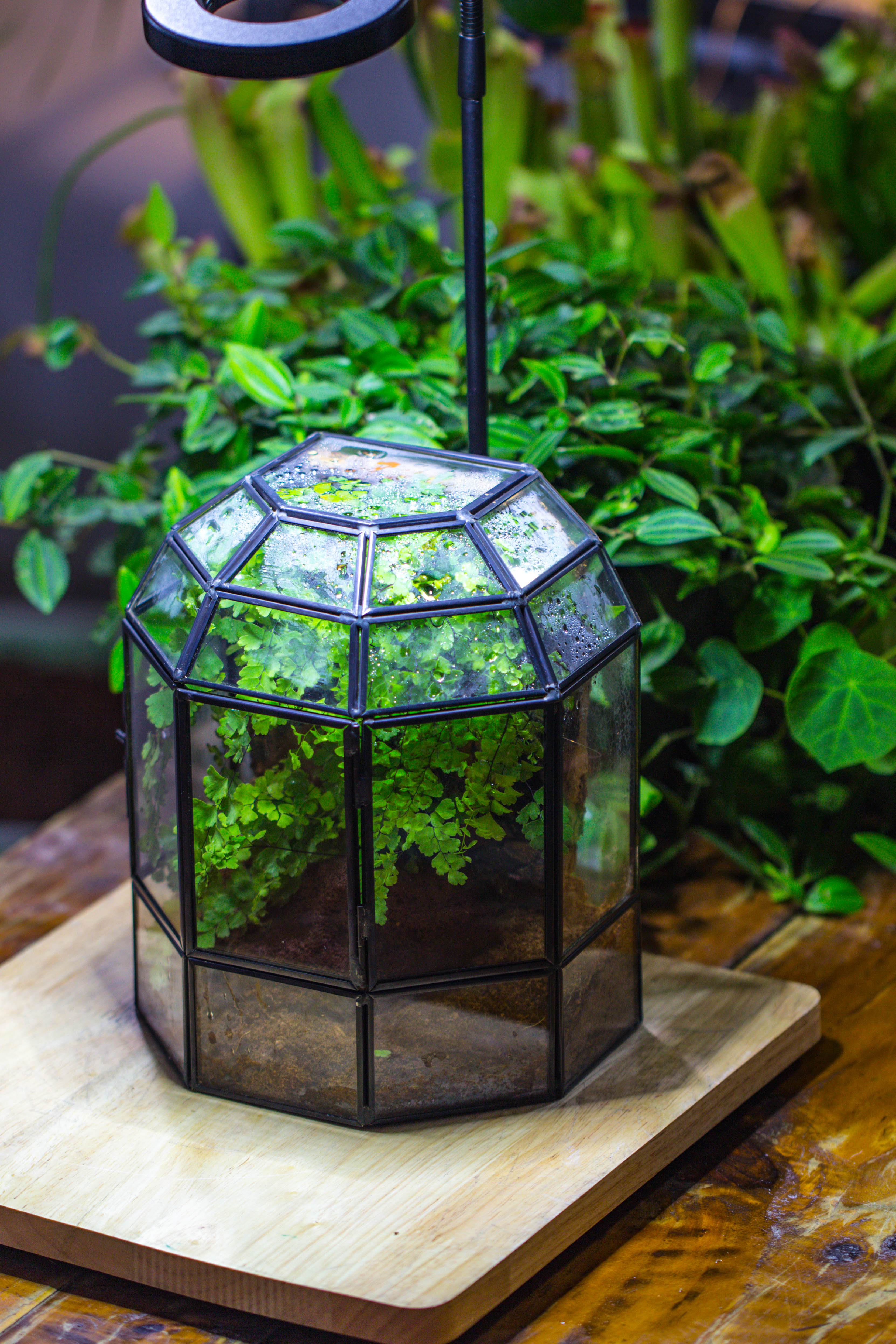 NCYP Half Dome Geometric Glass Terrarium Round, Closed Succulents Planter Pot Miniature Landscape Bonsai Container - NCYPgarden