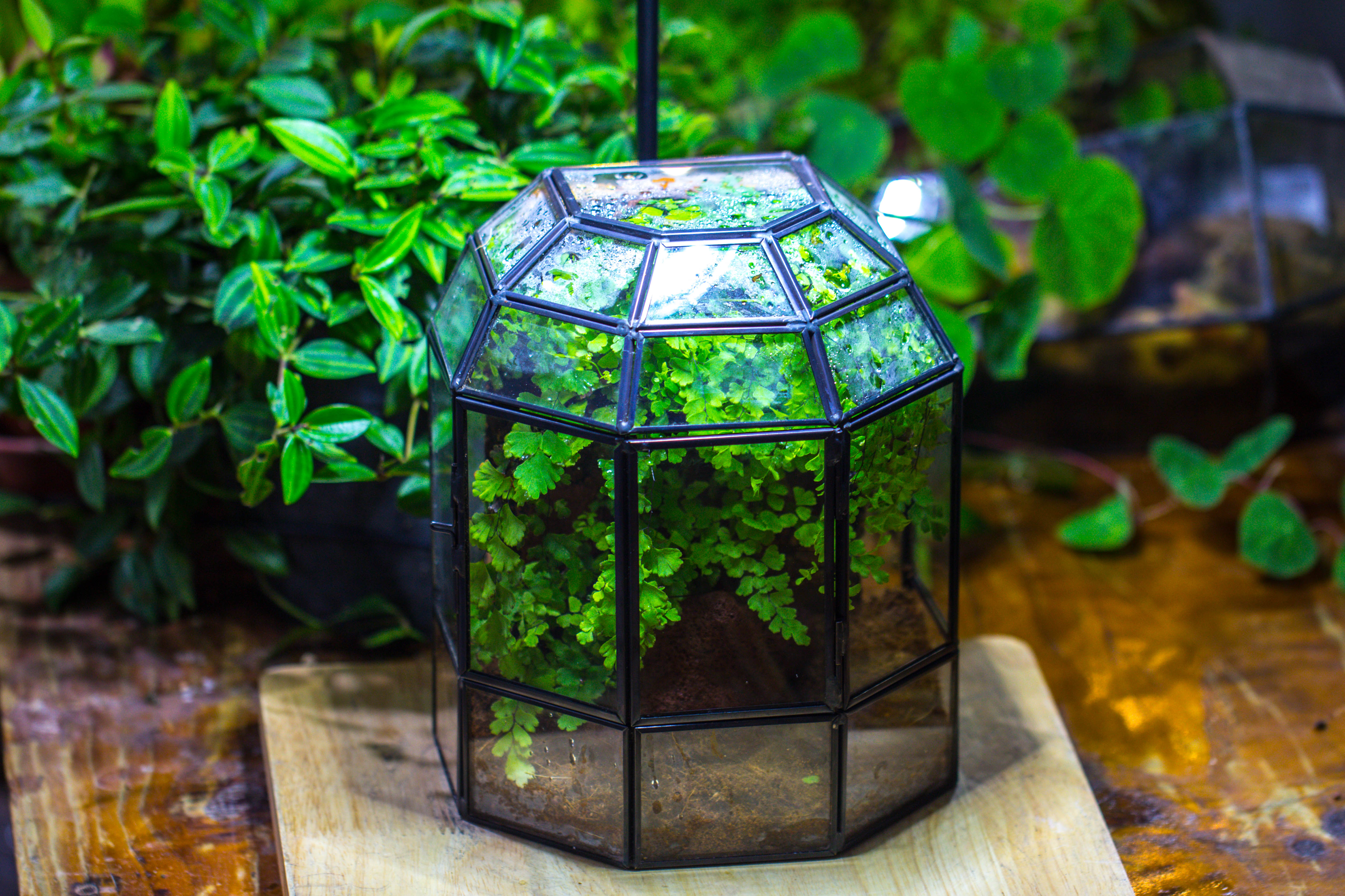 NCYP Half Dome Geometric Glass Terrarium Round, Closed Succulents Planter Pot Miniature Landscape Bonsai Container - NCYPgarden