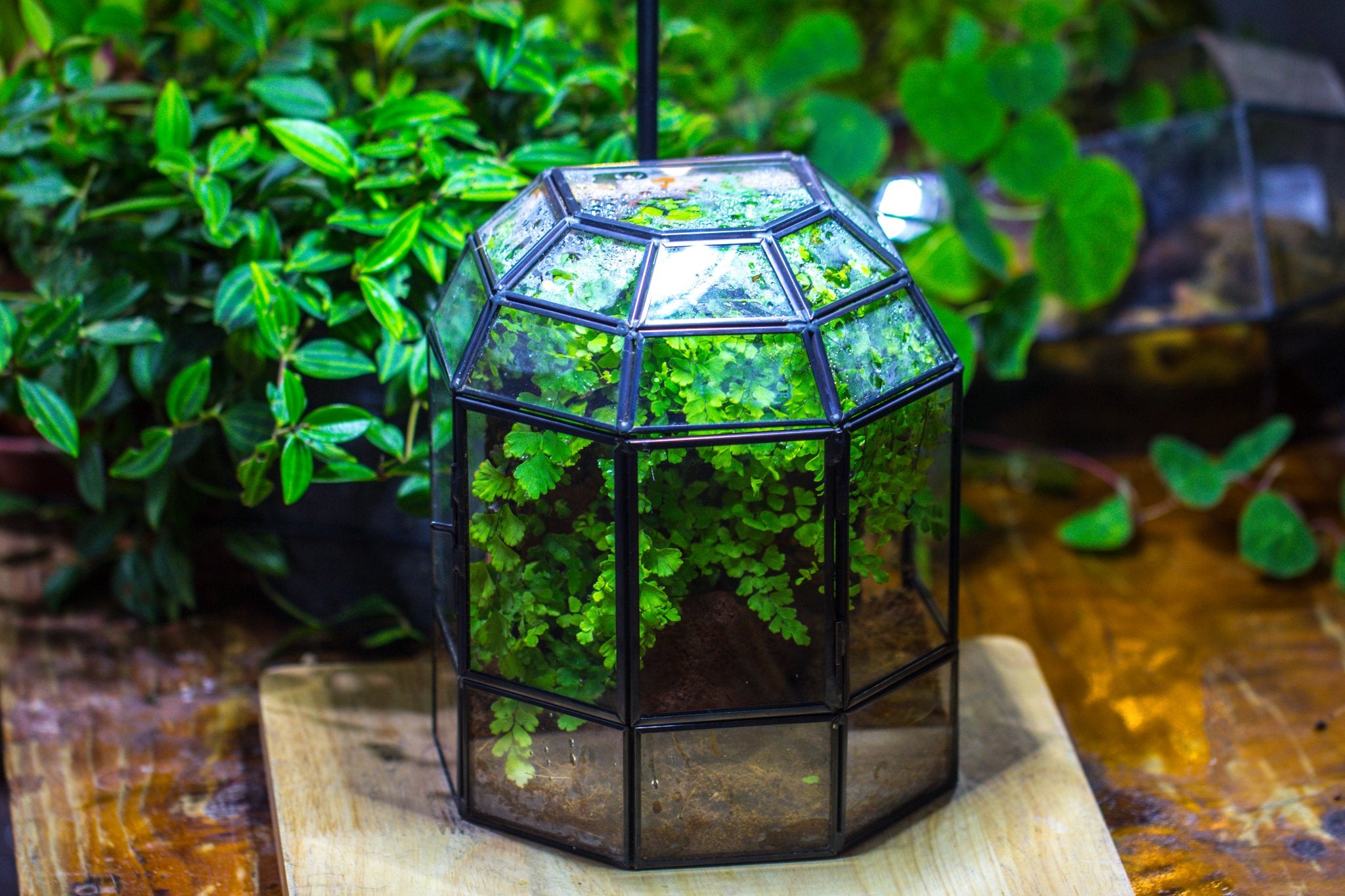 terrarium dome planter NCYP Half Dome Geometric Glass Terrarium Round, Closed Succulents Planter Pot Miniature Landscape Bonsai Container