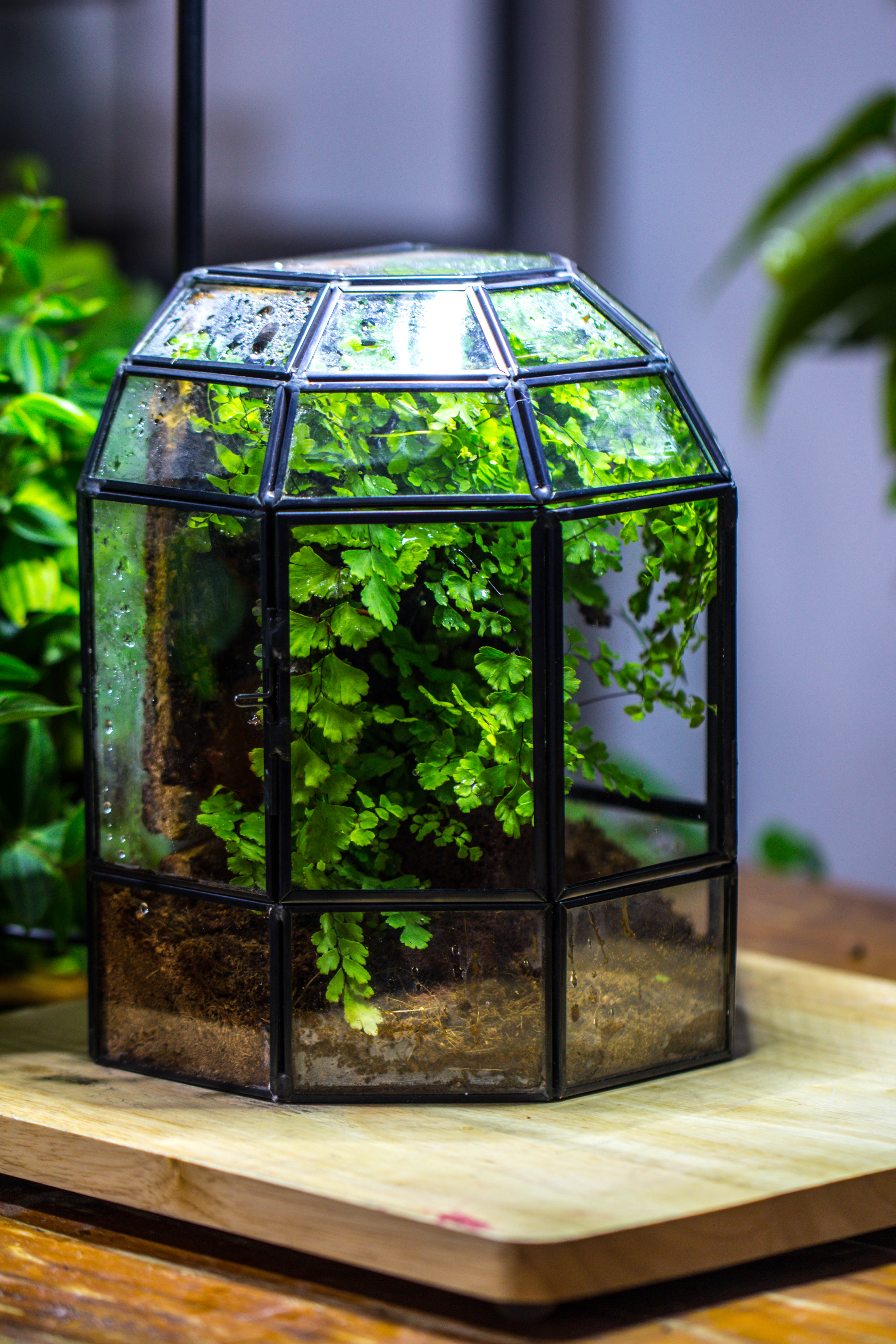 NCYP Half Dome Geometric Glass Terrarium Round, Closed Succulents Planter Pot Miniature Landscape Bonsai Container - NCYPgarden