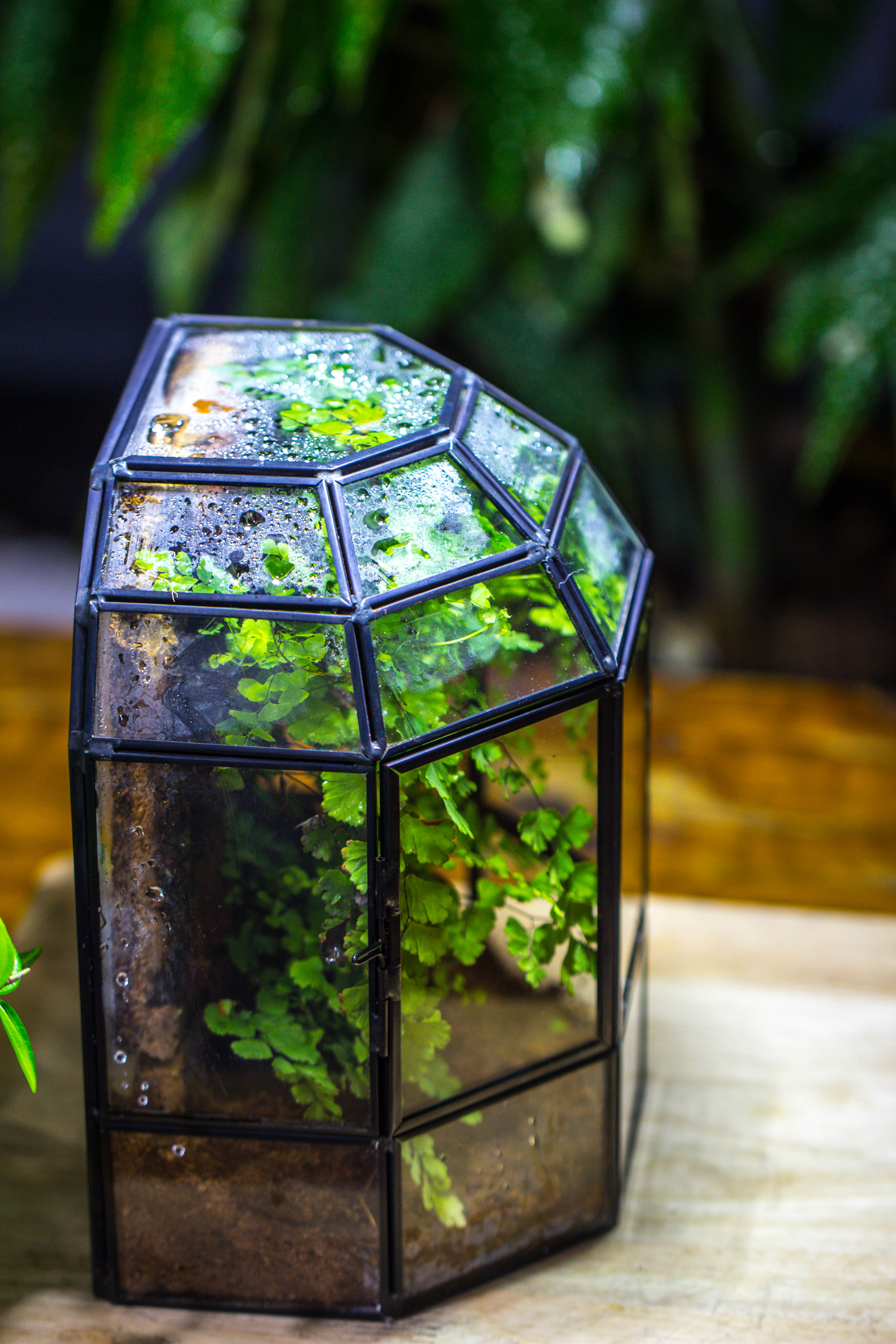 NCYP Half Dome Geometric Glass Terrarium Round, Closed Succulents Planter Pot Miniature Landscape Bonsai Container - NCYPgarden