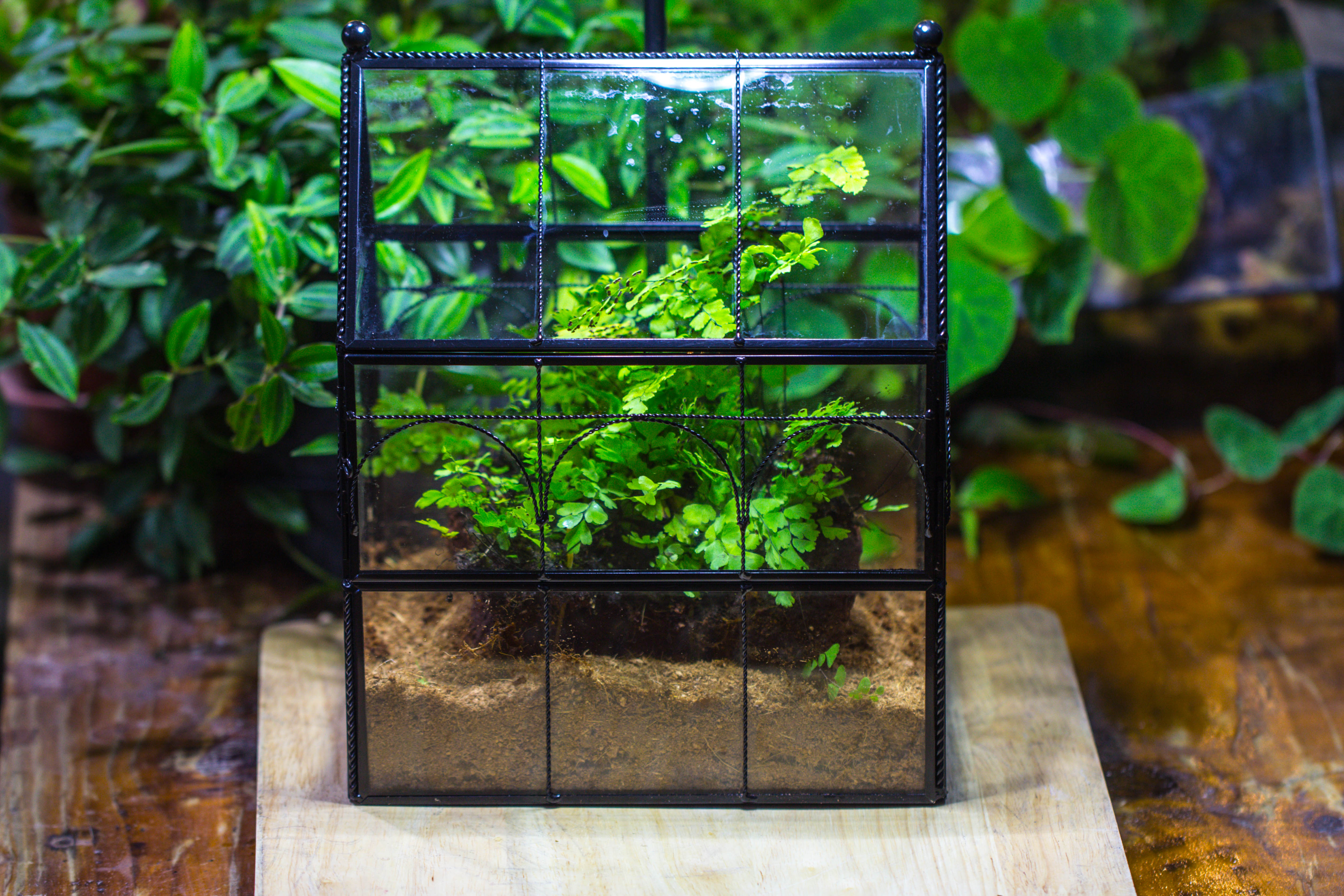 NCYP Vintage House Shape Tin and Glass Geometric Terrarium, with side door, with Mesh / vent holes for small Insects Pet - NCYPgarden