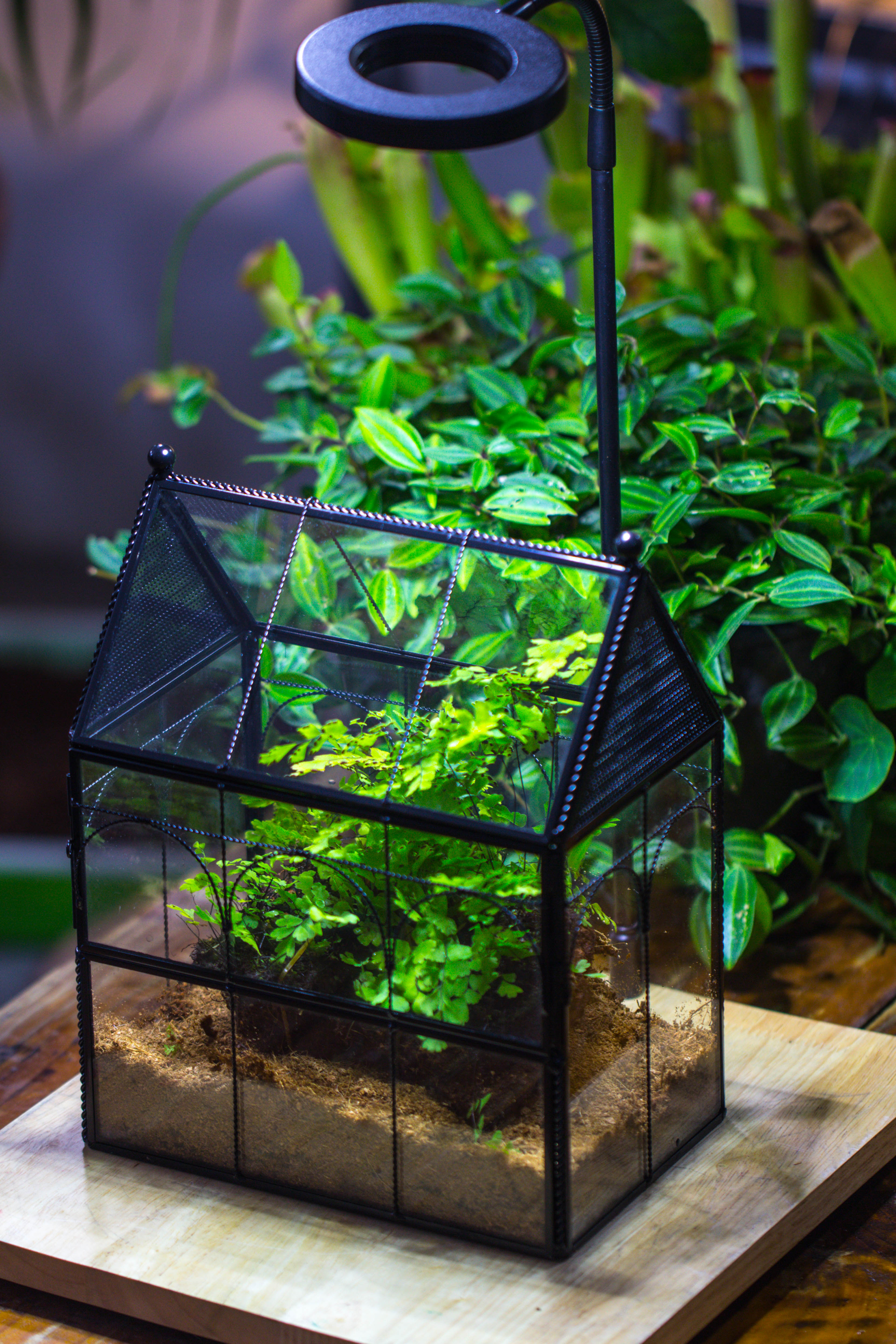 NCYP Vintage House Shape Tin and Glass Geometric Terrarium, with side door, with Mesh / vent holes for small Insects Pet - NCYPgarden