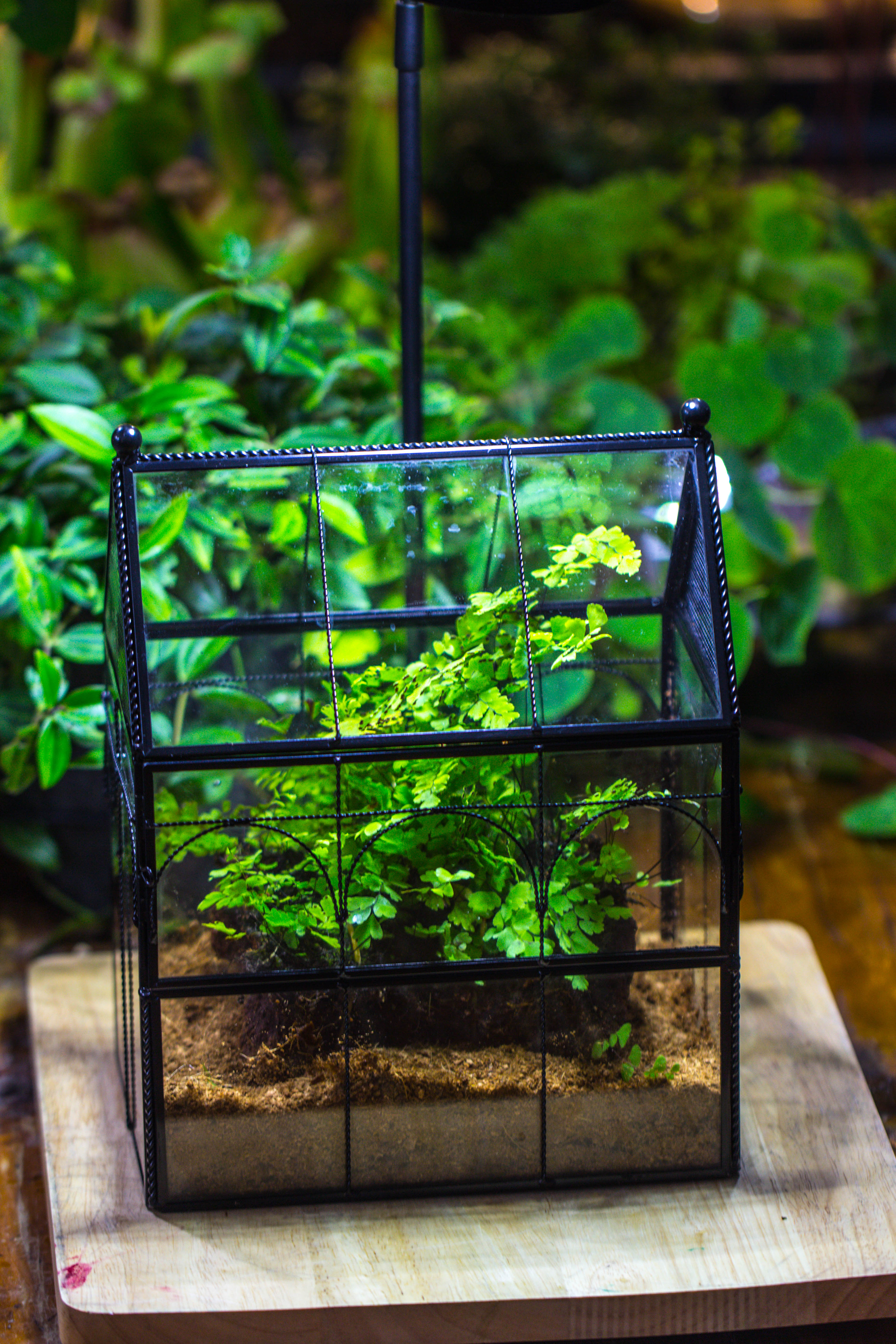 Handmade Twisted Wire House Shape Glass Geometric Terrarium with LED Light Set, Snail Jumping Spider Enclosure, Insect Container Set - NCYPgarden