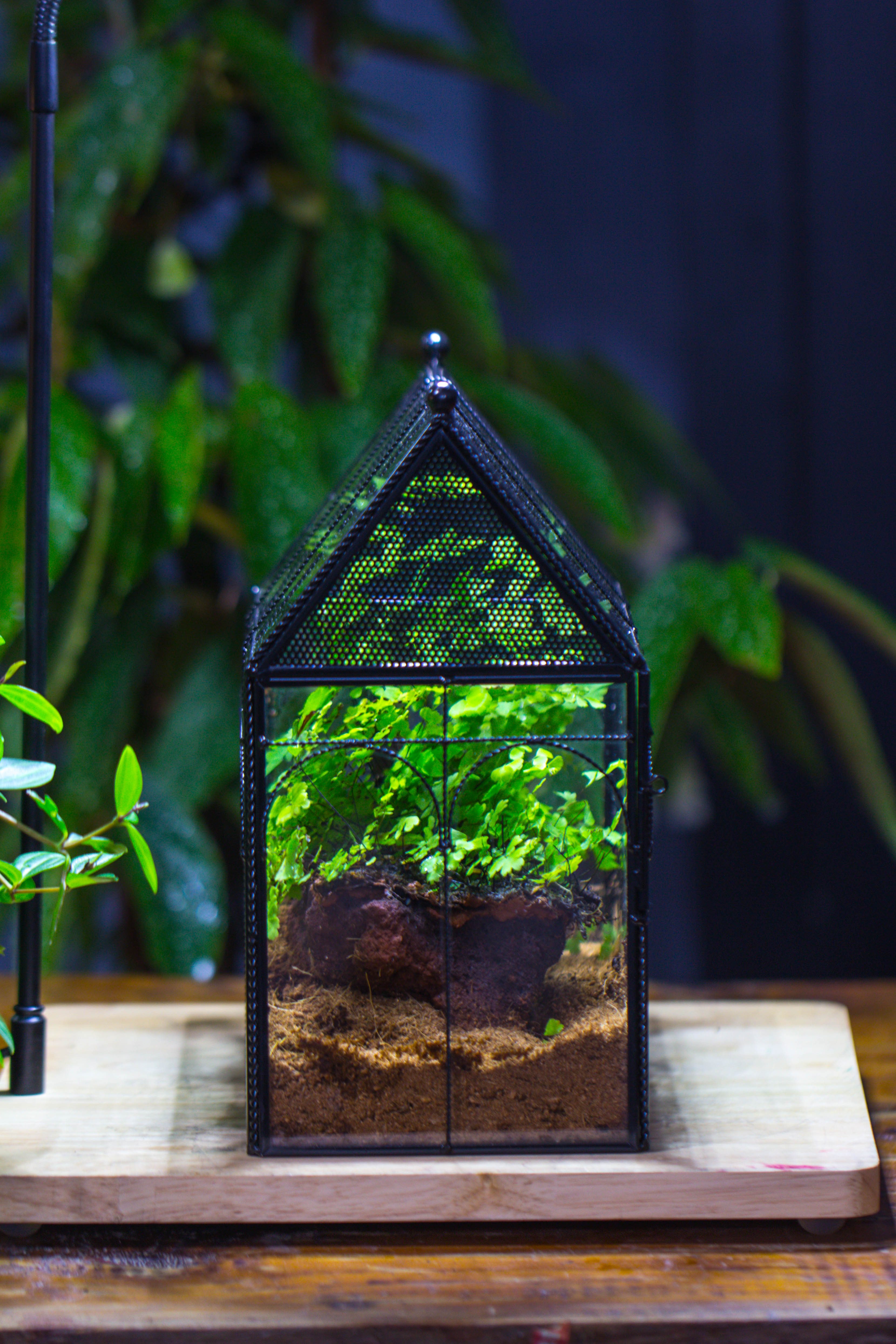 NCYP Vintage House Shape Tin and Glass Geometric Terrarium, with side door, with Mesh / vent holes for small Insects Pet - NCYPgarden