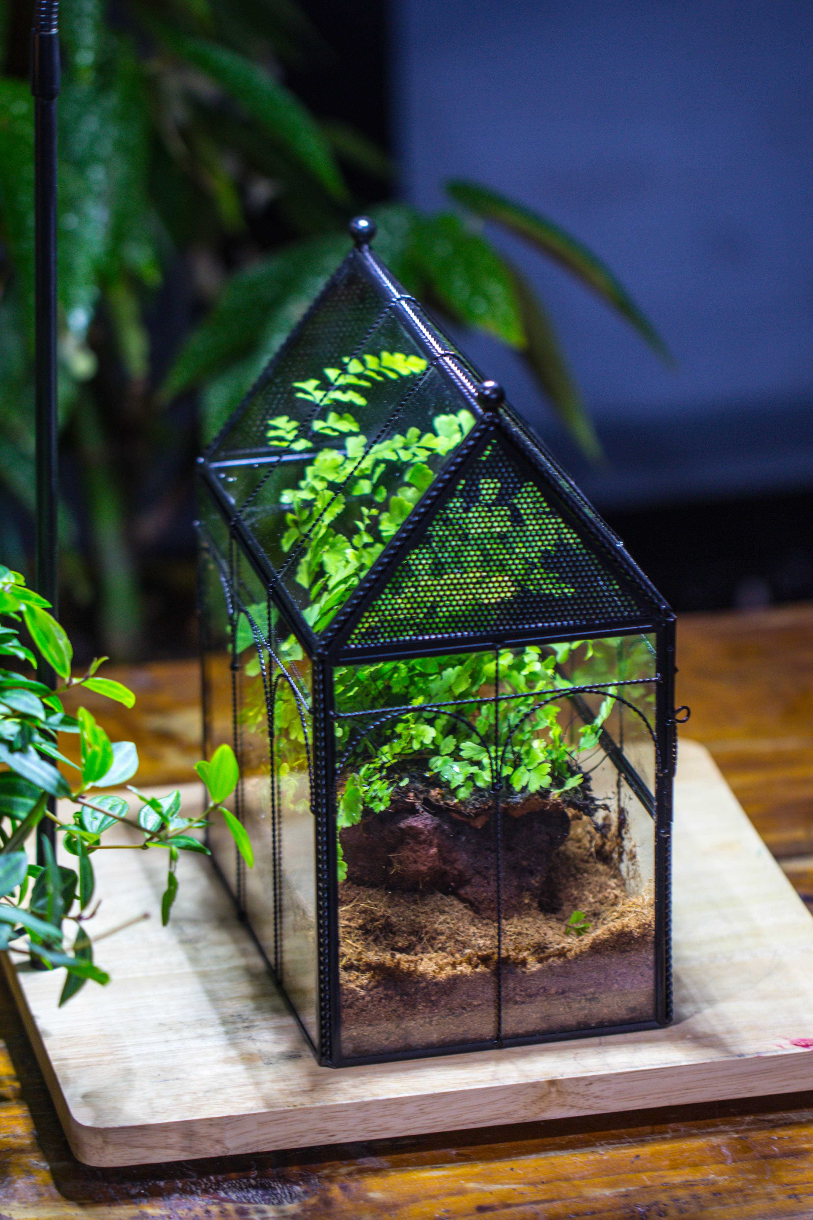 NCYP Vintage House Shape Tin and Glass Geometric Terrarium, with side door, with Mesh / vent holes for small Insects Pet - NCYPgarden