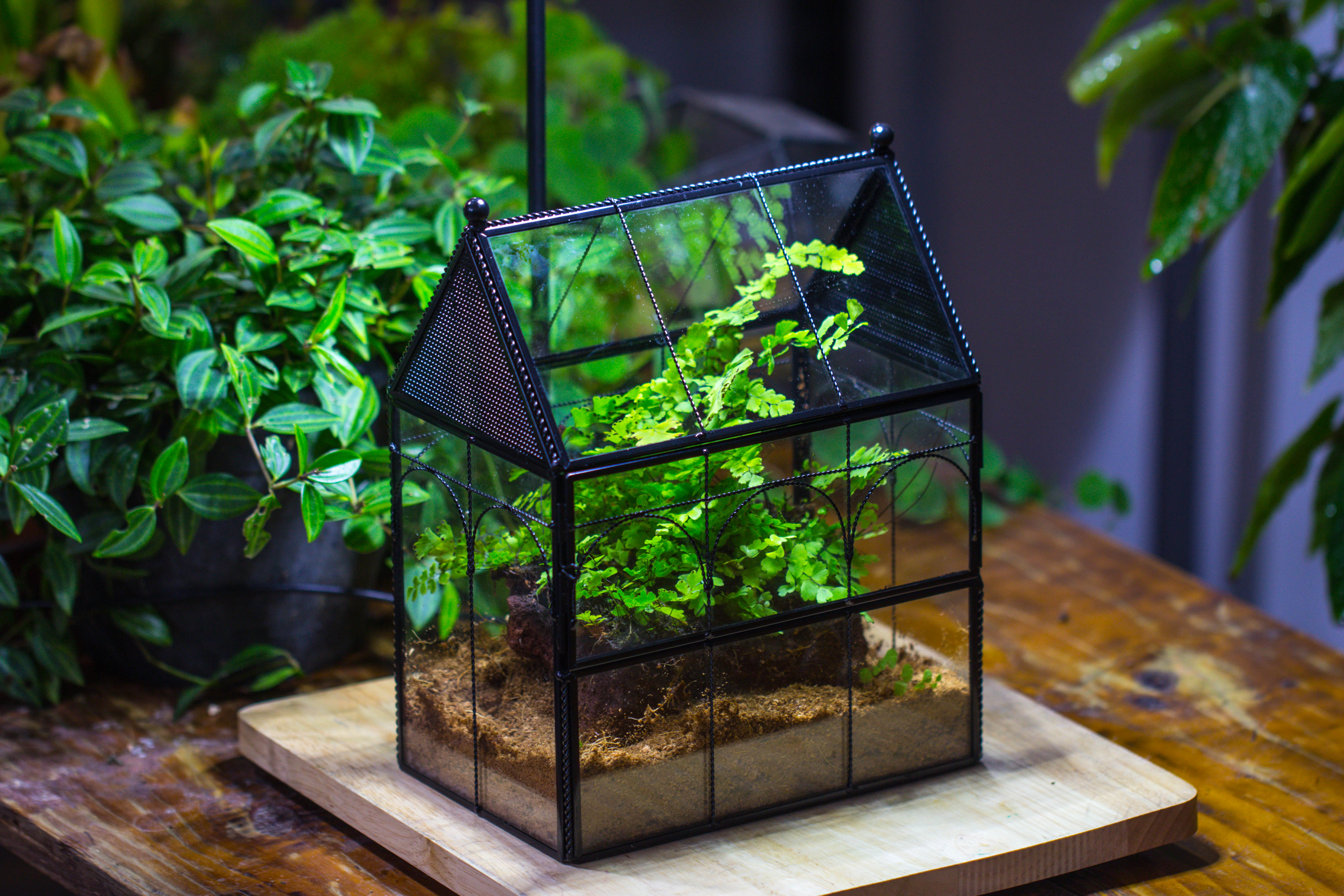 NCYP Vintage House Shape Tin and Glass Geometric Terrarium, with side door, with Mesh / vent holes for small Insects Pet - NCYPgarden