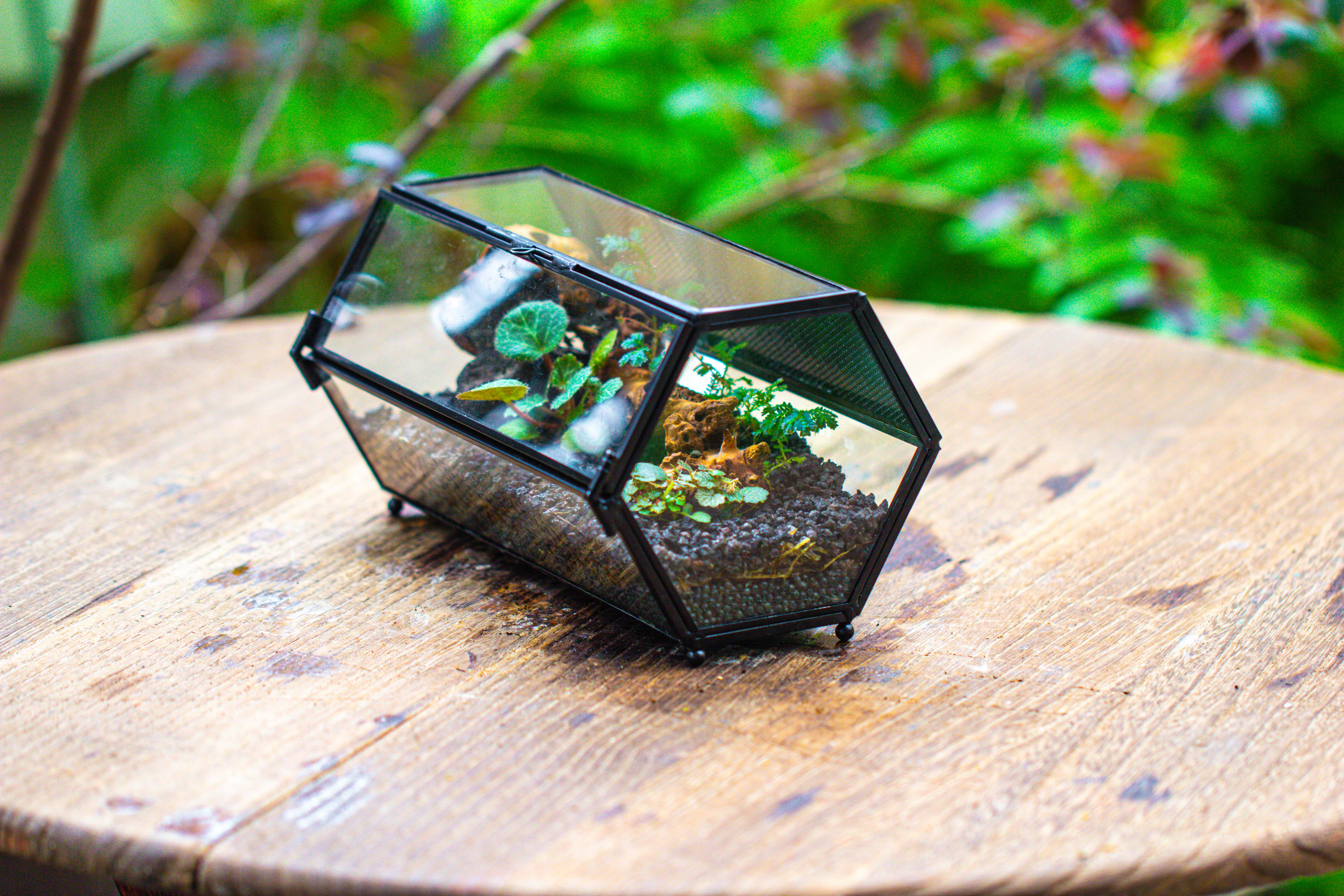 NCYP Long Hexagon Mimi  Geometric Terrarium for Spiders and small Insects - NCYPgarden