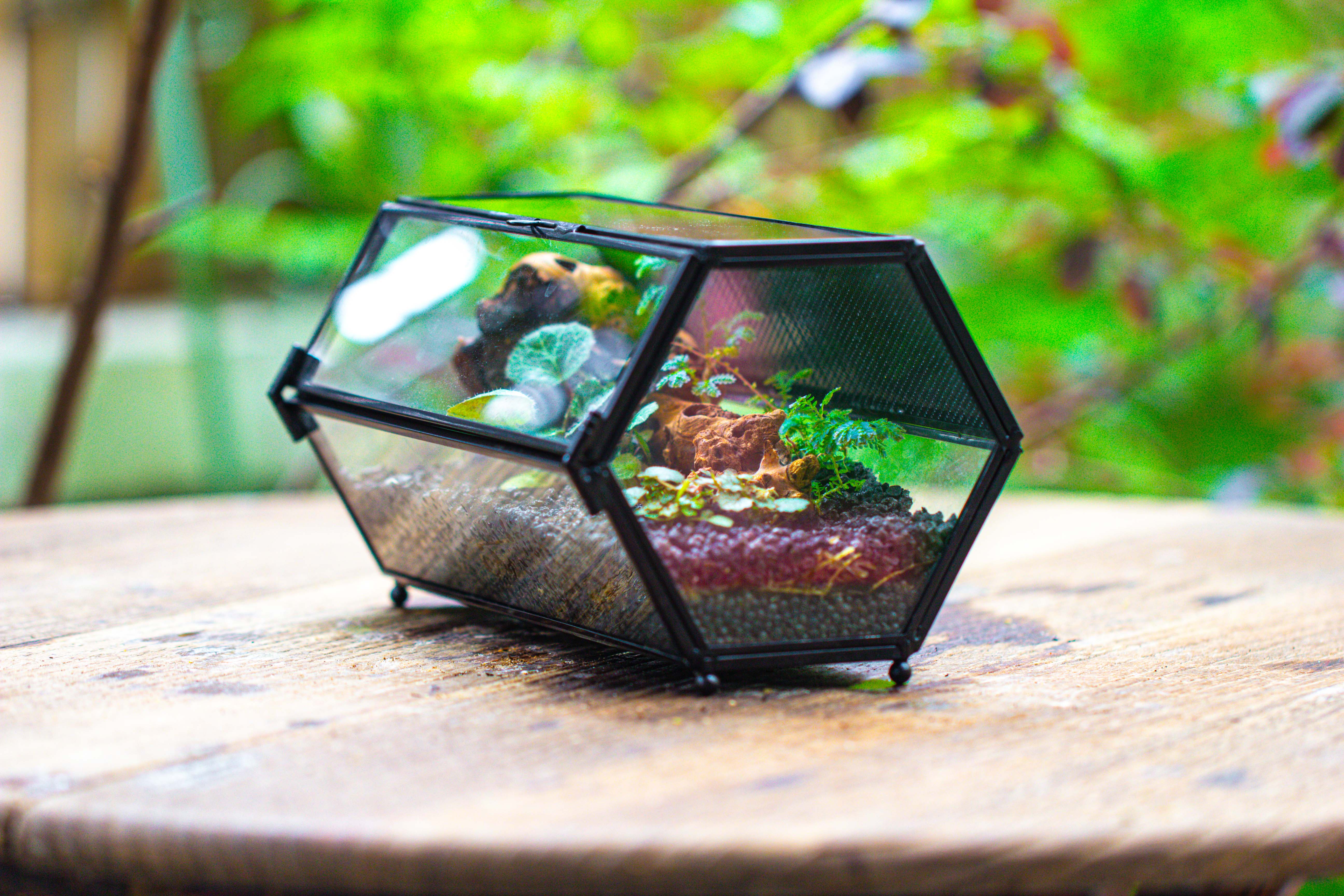 NCYP Long Hexagon Mimi  Geometric Terrarium for Spiders and small Insects - NCYPgarden