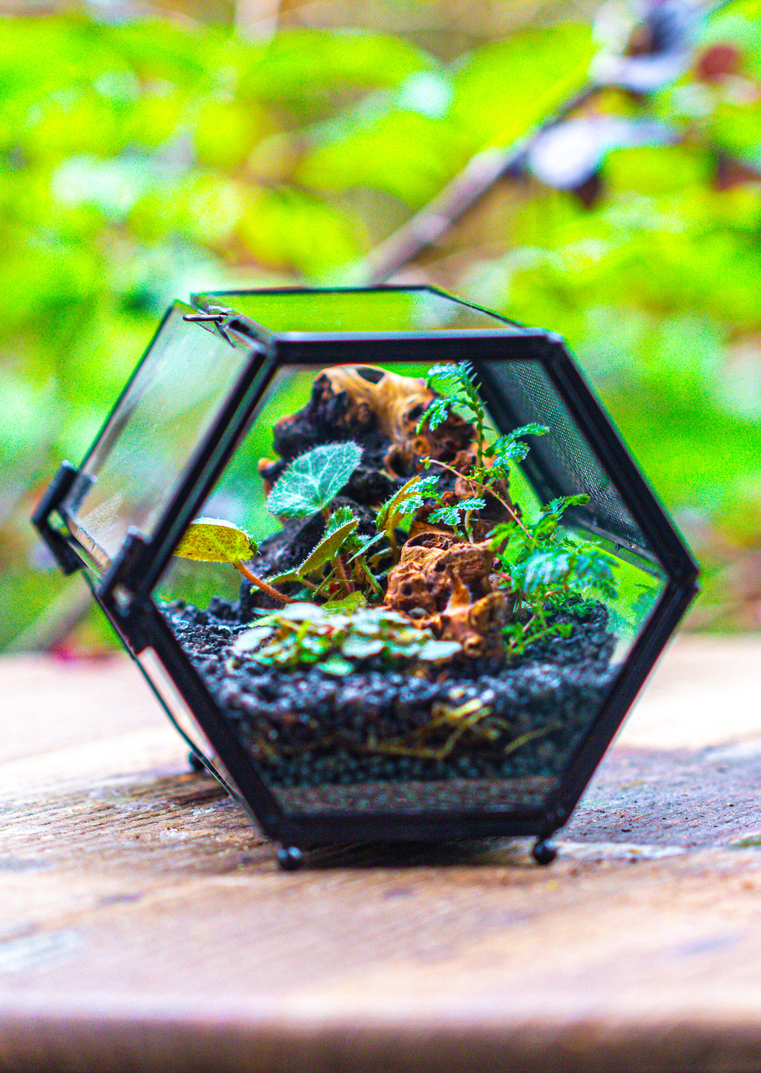NCYP Long Hexagon Mimi  Geometric Terrarium for Spiders and small Insects - NCYPgarden
