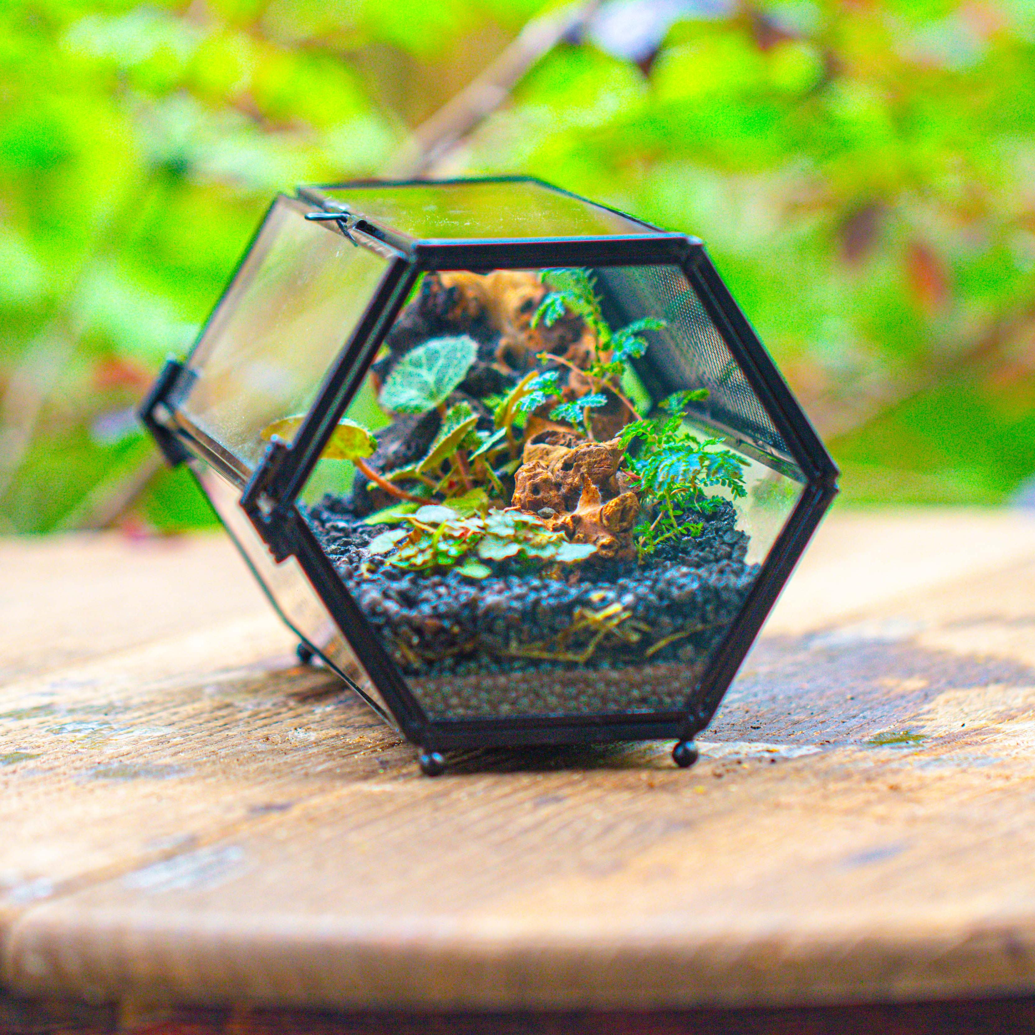 NCYP Long Hexagon Mimi  Geometric Terrarium for Spiders and small Insects - NCYPgarden