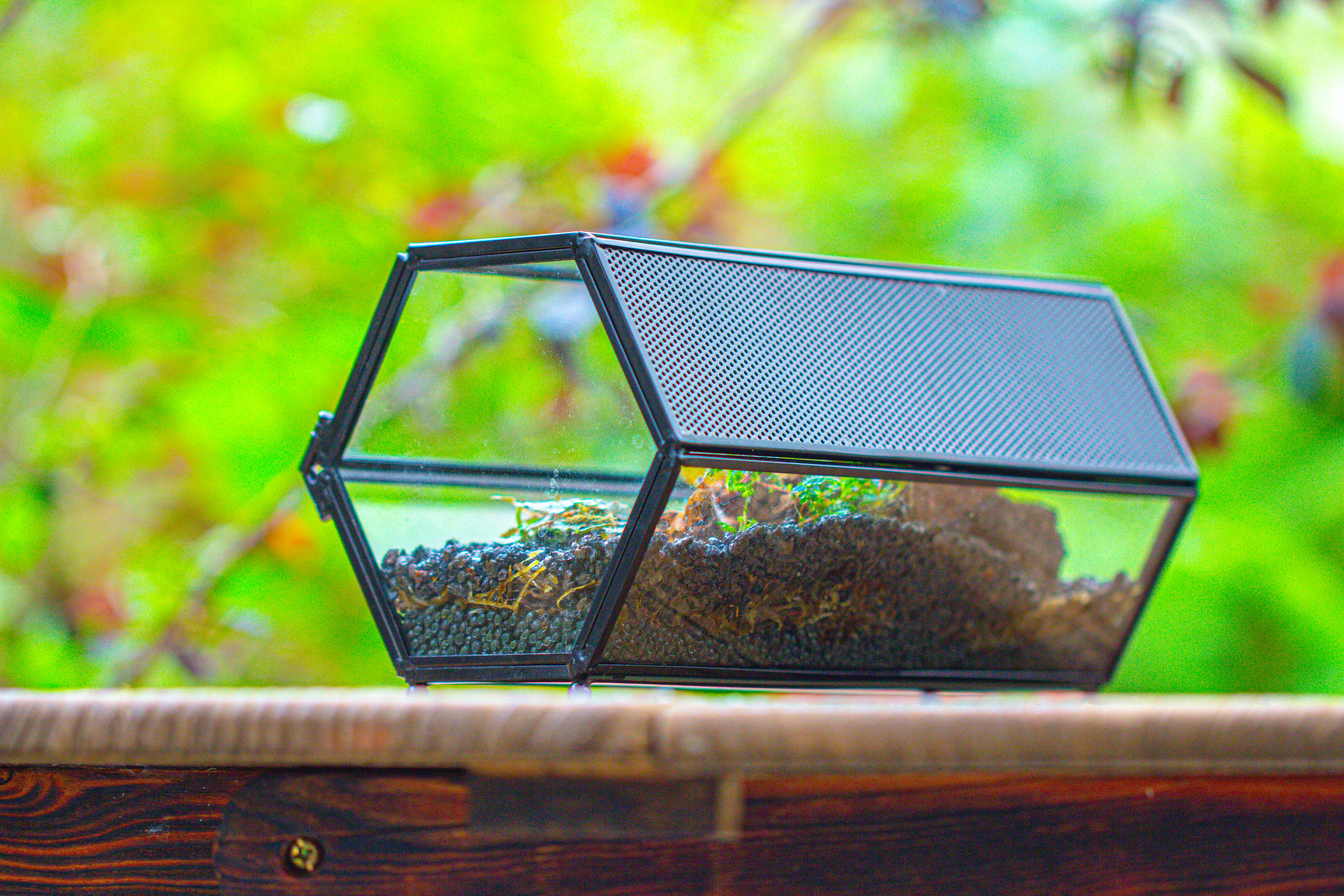 NCYP Long Hexagon Mimi  Geometric Terrarium for Spiders and small Insects - NCYPgarden