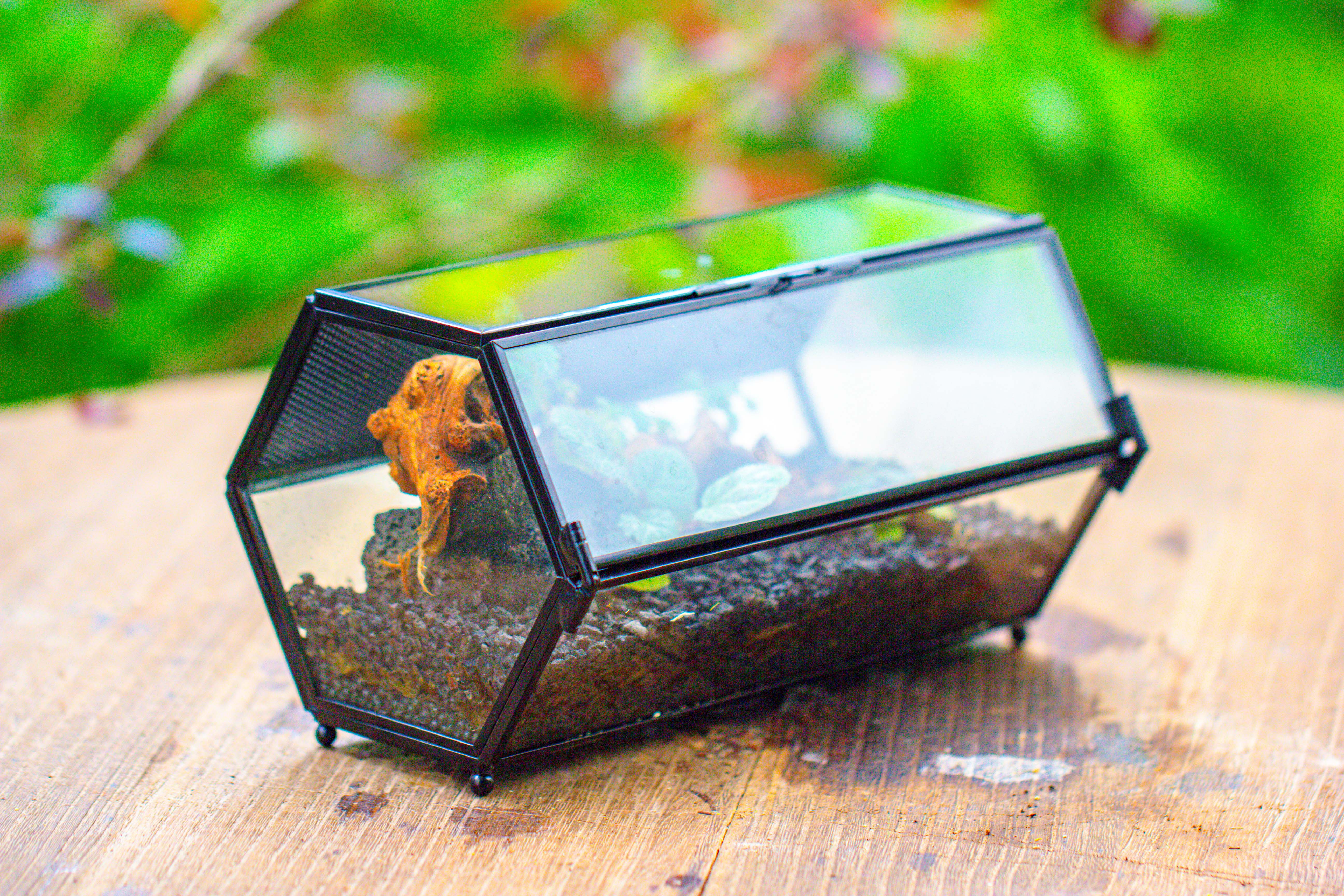 NCYP Long Hexagon Mimi  Geometric Terrarium for Spiders and small Insects - NCYPgarden