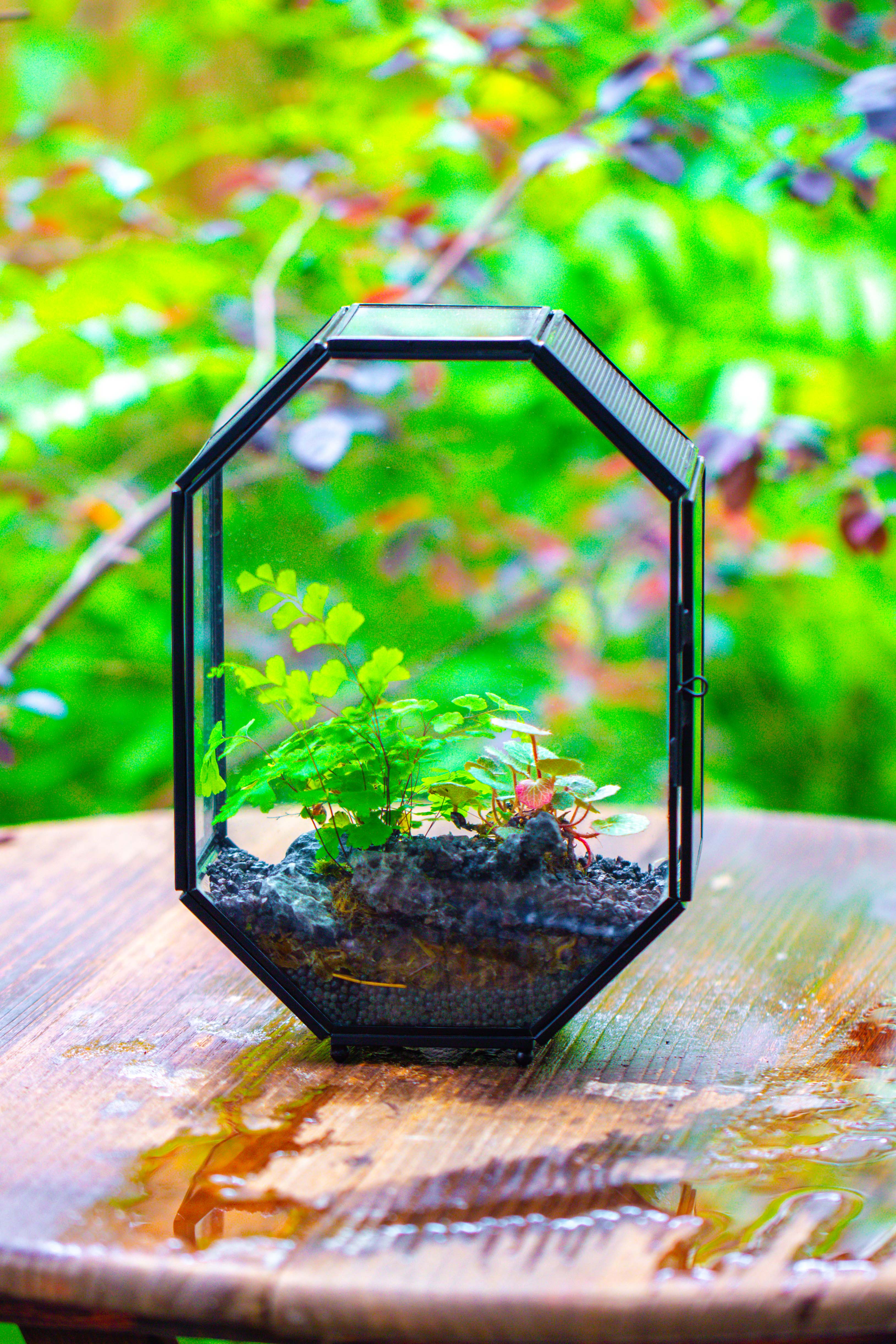 NCYP Octagon 6x8 inches Geometric Terrarium with vents for small insects - NCYPgarden