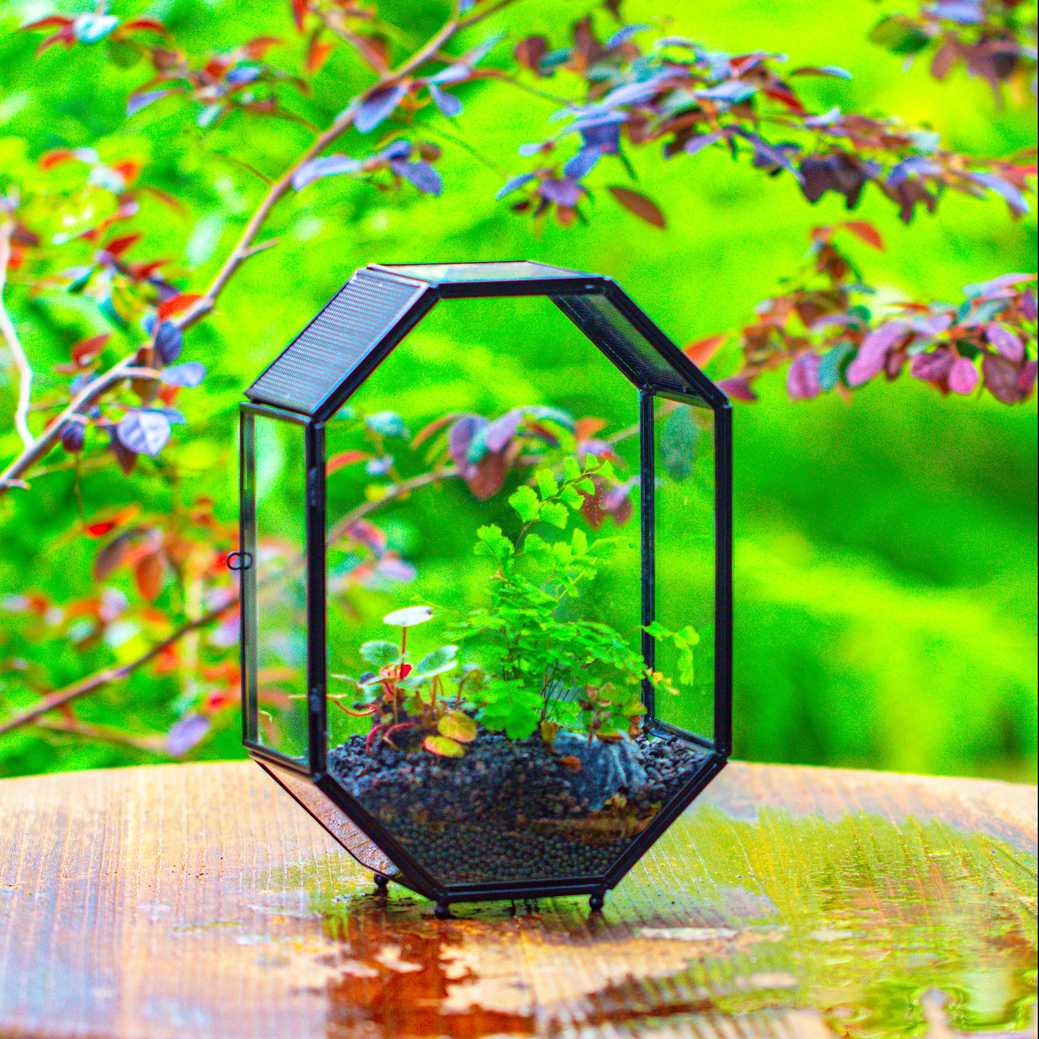 NCYP Octagon 6x8 inches Geometric Terrarium with vents for small insects - NCYPgarden