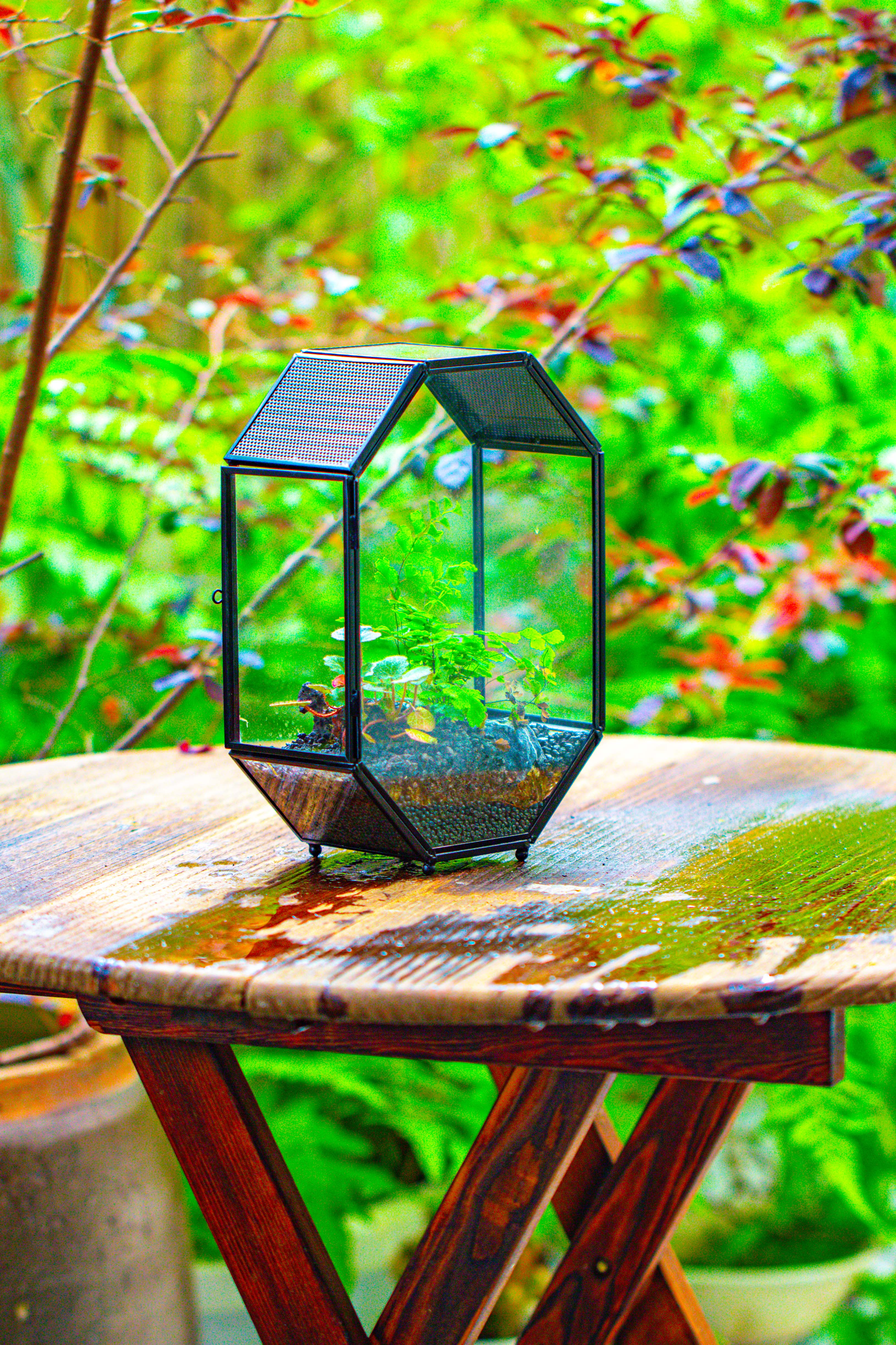 NCYP Octagon 6x8 inches Geometric Terrarium with vents for small insects - NCYPgarden