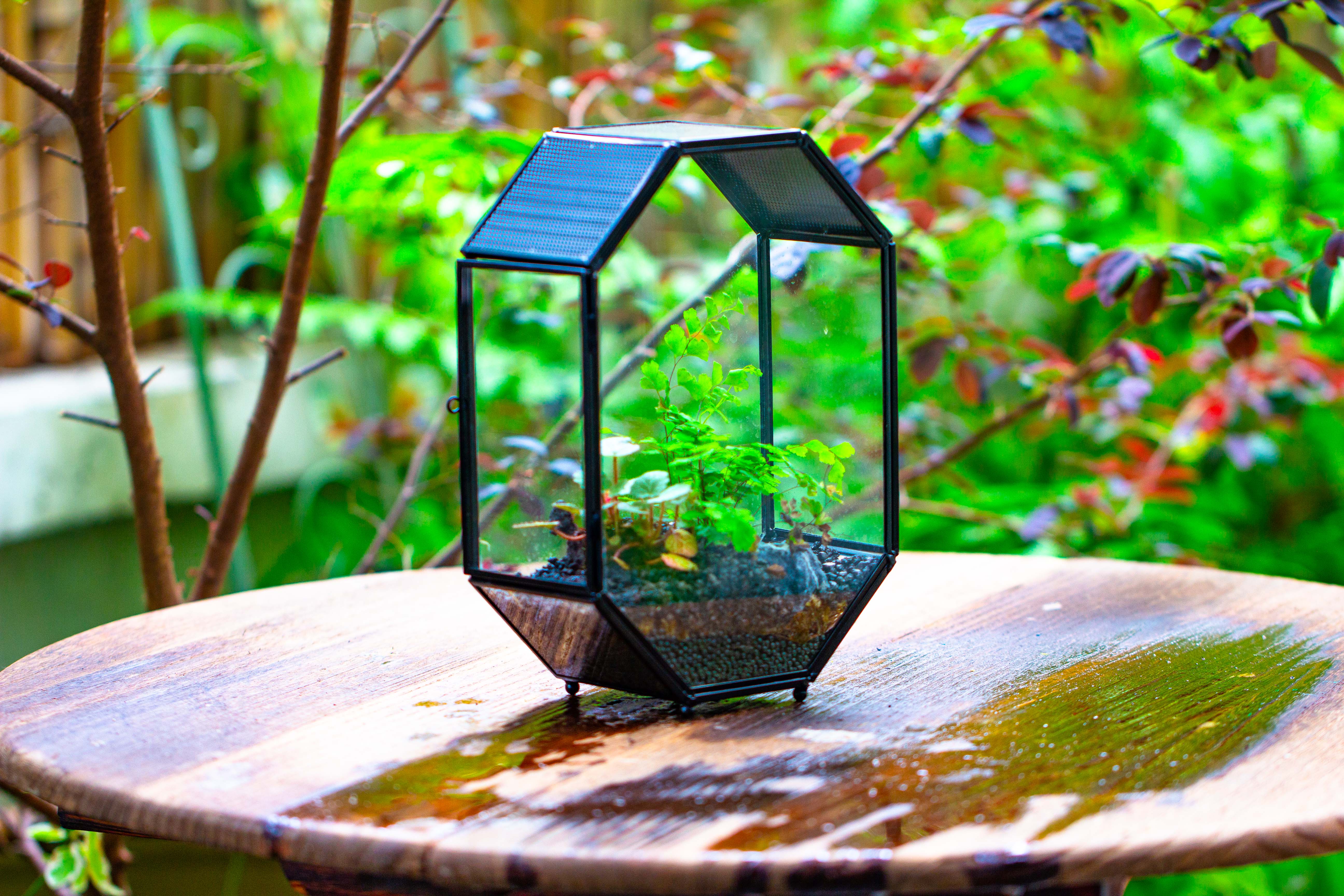 NCYP Octagon 6x8 inches Geometric Terrarium with vents for small insects - NCYPgarden