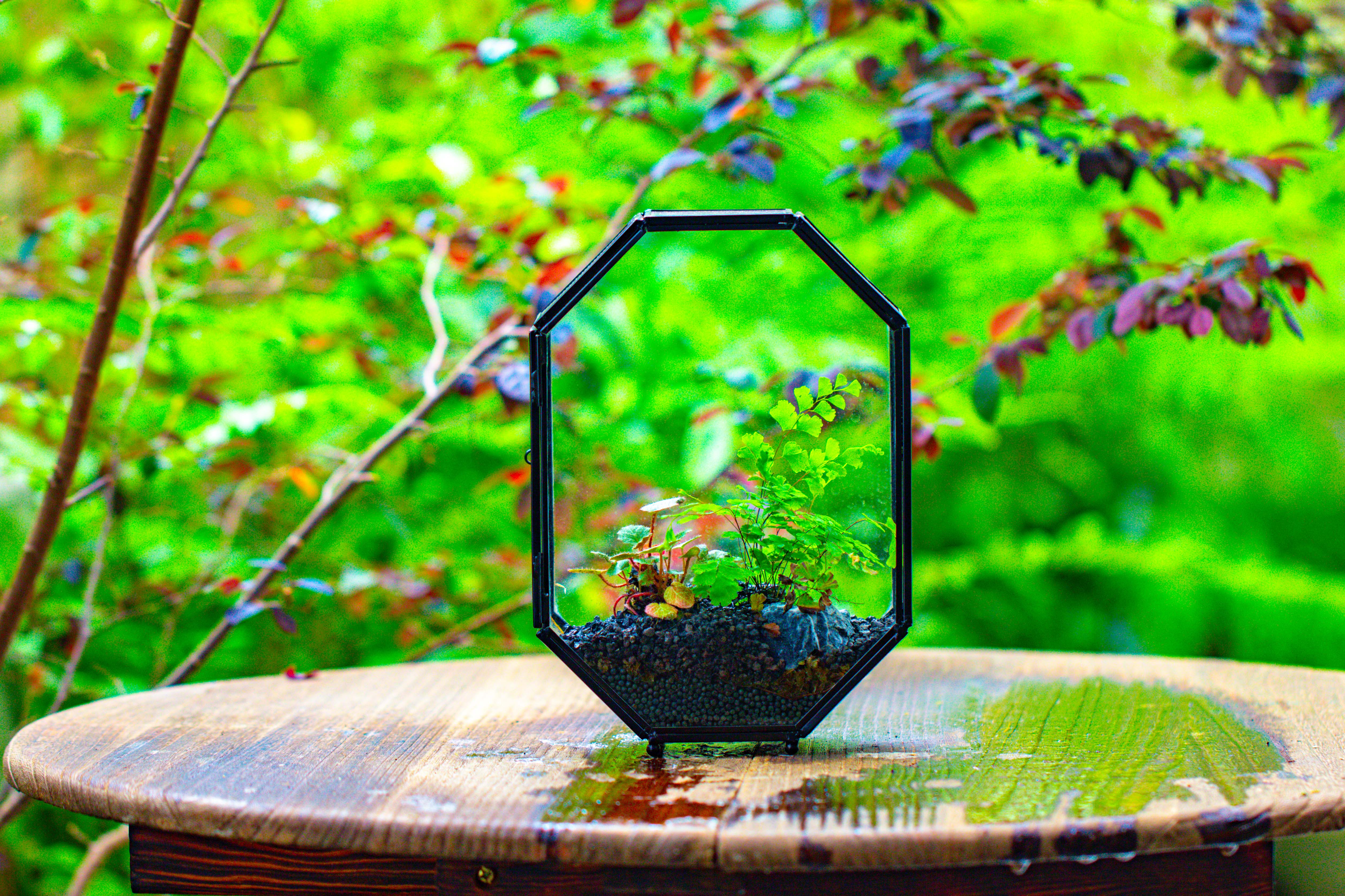 NCYP Octagon 6x8 inches Geometric Terrarium with vents for small insects - NCYPgarden