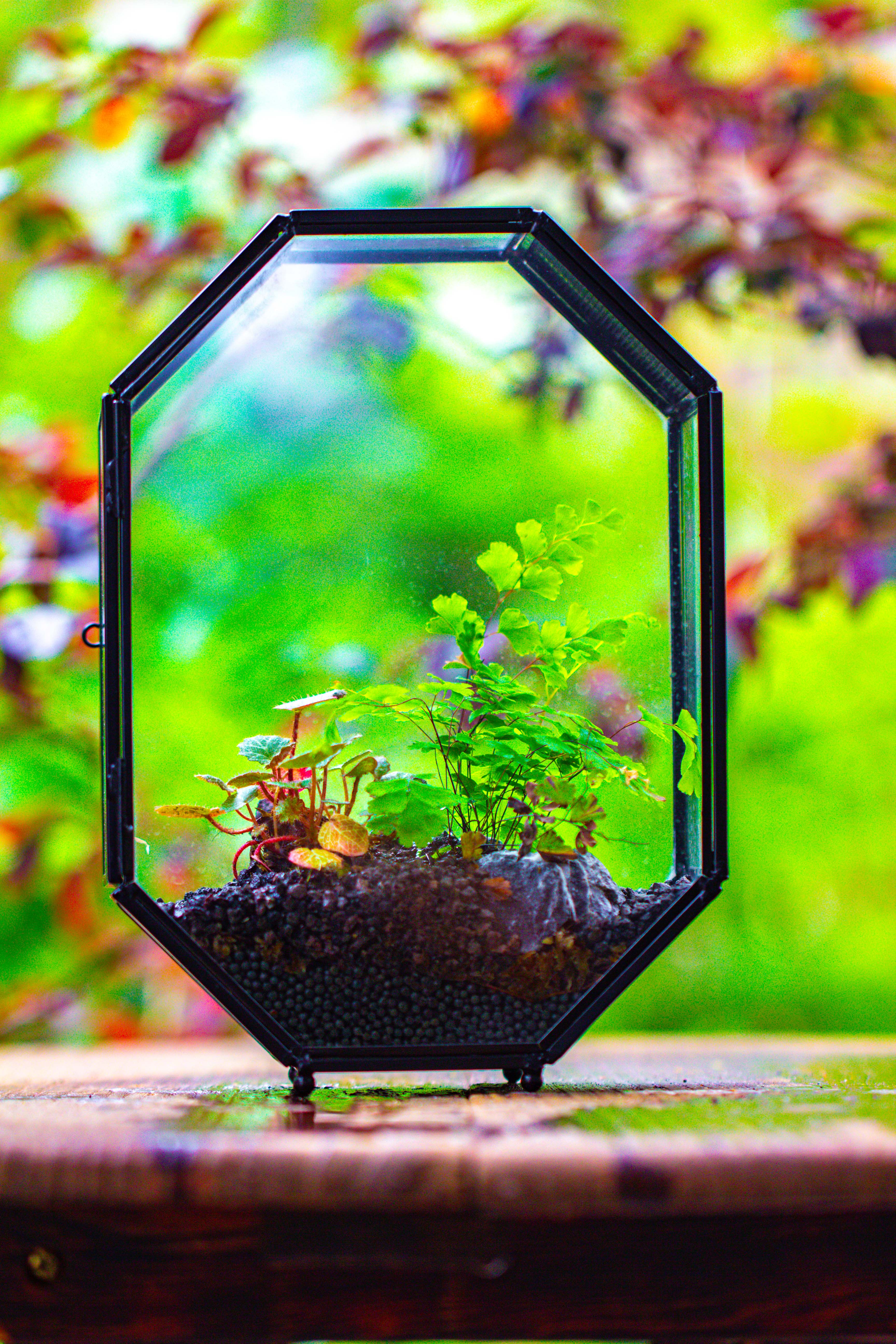 NCYP Octagon 6x8 inches Geometric Terrarium with vents for small insects - NCYPgarden